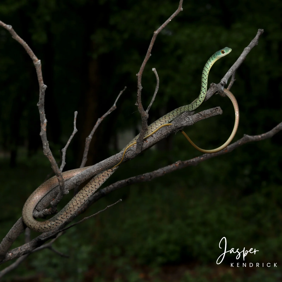 Spotted Bush Snake (Philothamnus semivariegatus) posed in a tree