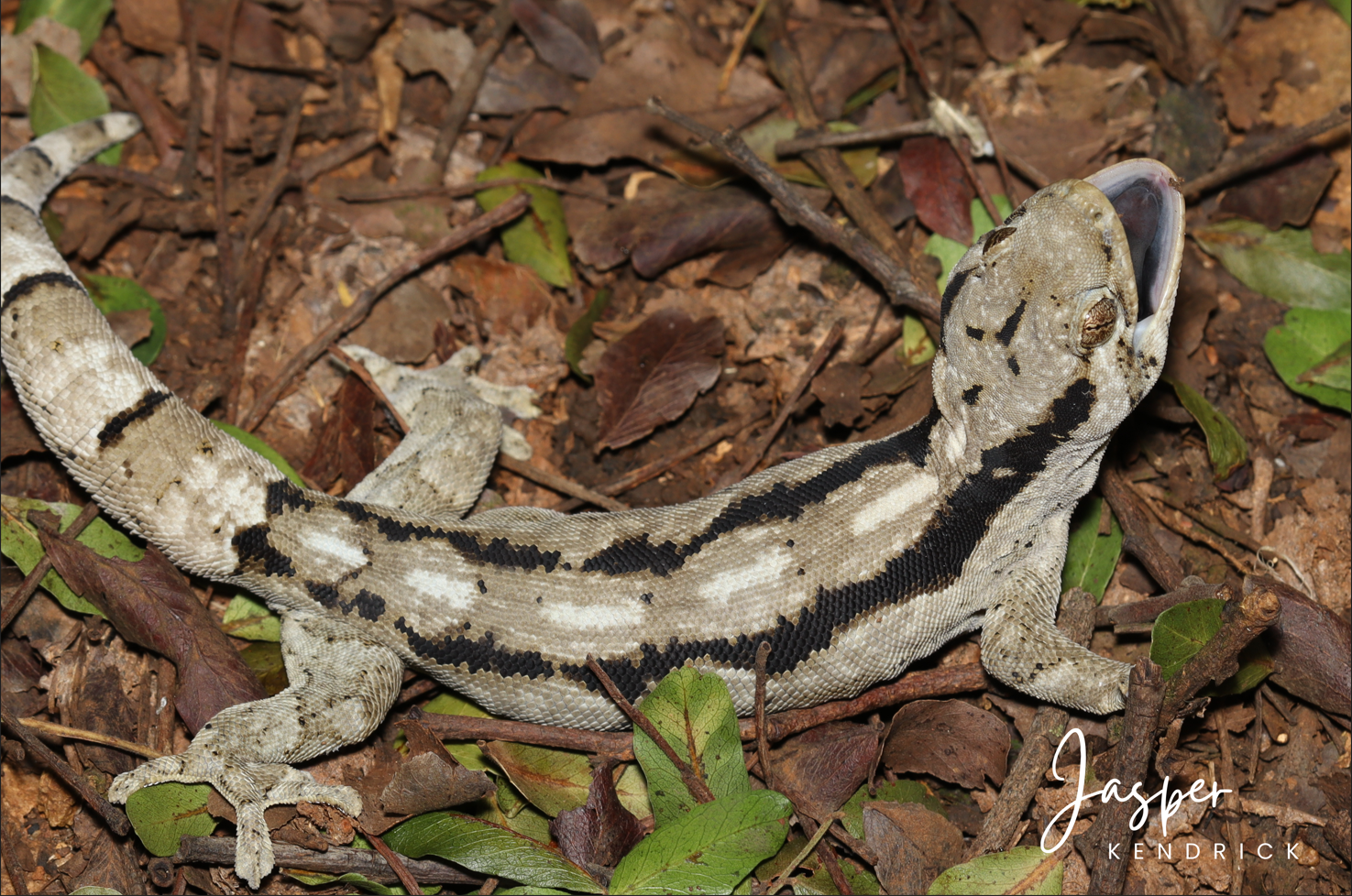 An  Arnold’s Velvet Gecko (Homopholis arnoldi) doing its defense mechanism