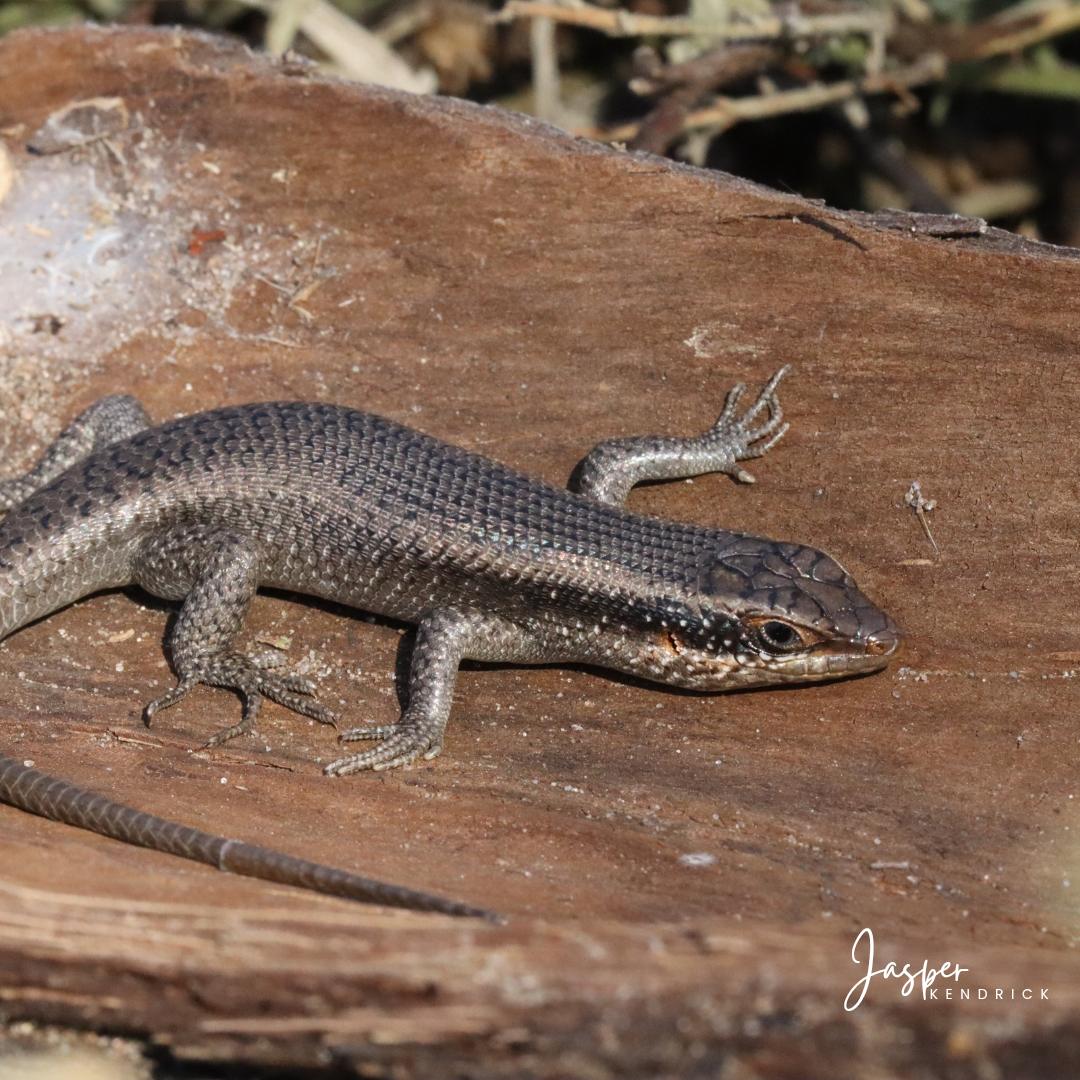 Kalahari Tree Skink (Trachylepis spilogaster). Shorobe, Northern Botswana
