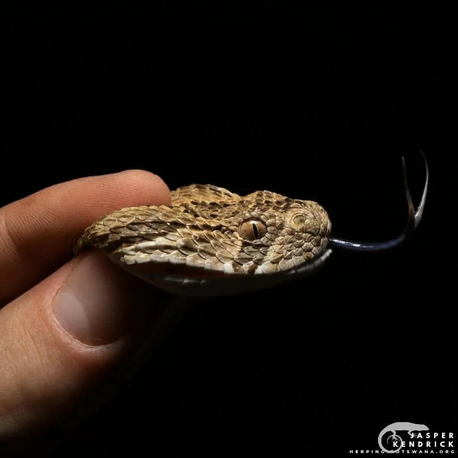 A Puff Adder (Bitis arietans) being handled