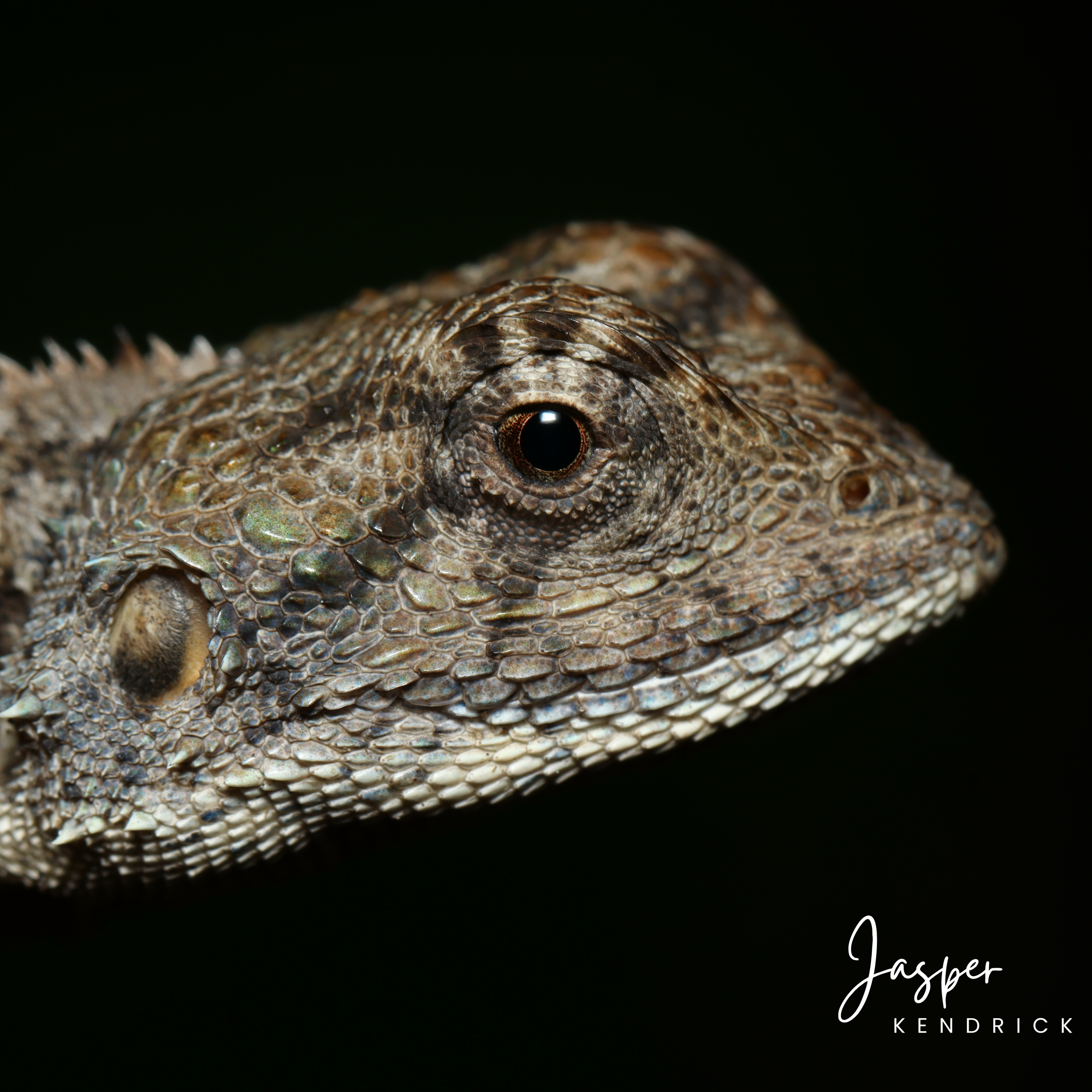 A macro shot of the head of a Peter’s Ground Agama (Agama armata) with no background