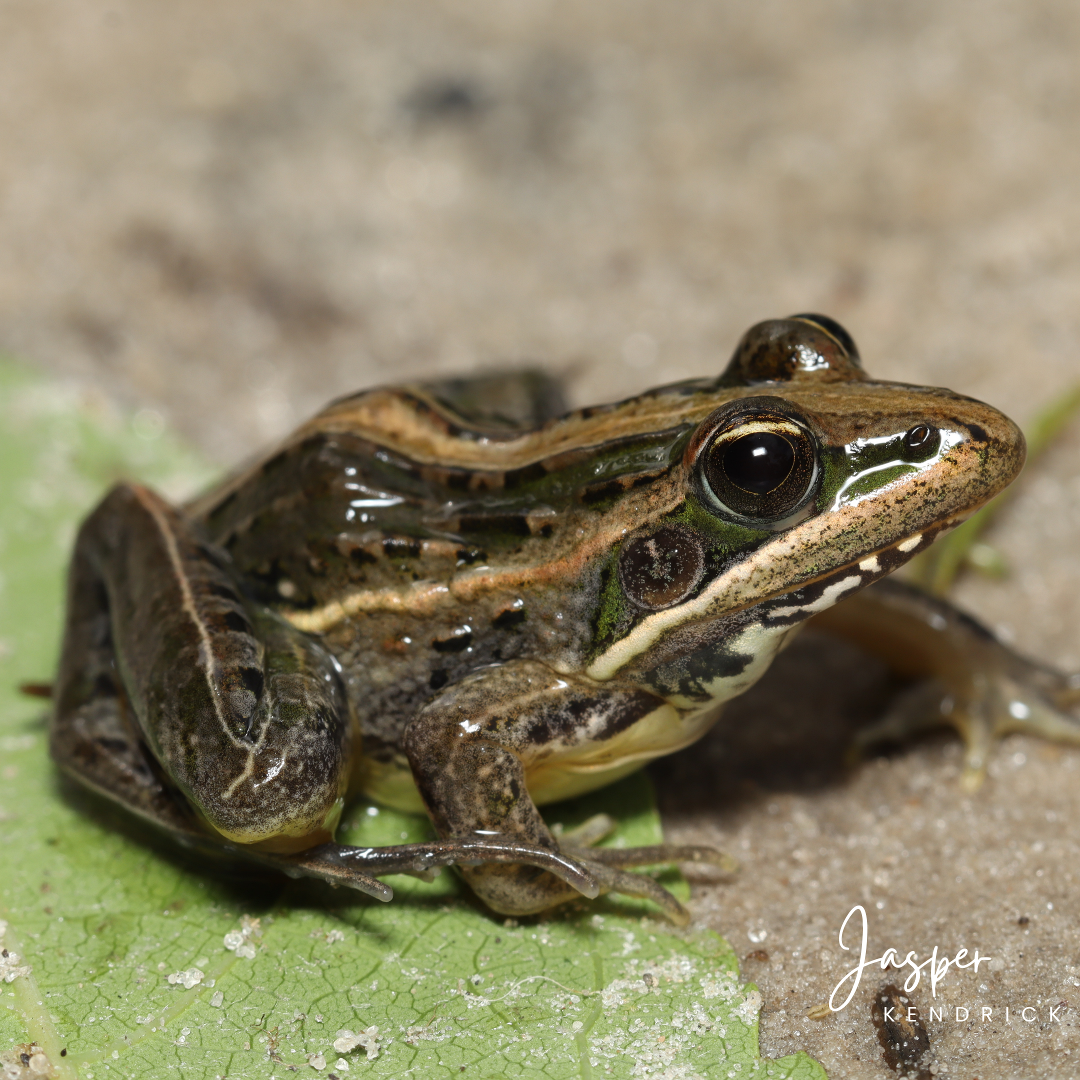 A Nile Grass Frog (Ptychadena nilotica) posing on a leaf