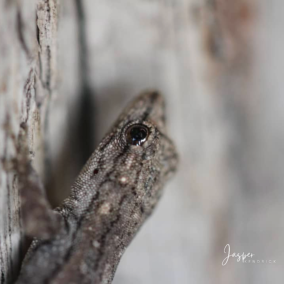 Common Day Gecko (Lygodactylus capensis) Meno-A-Kwena, Botswana
