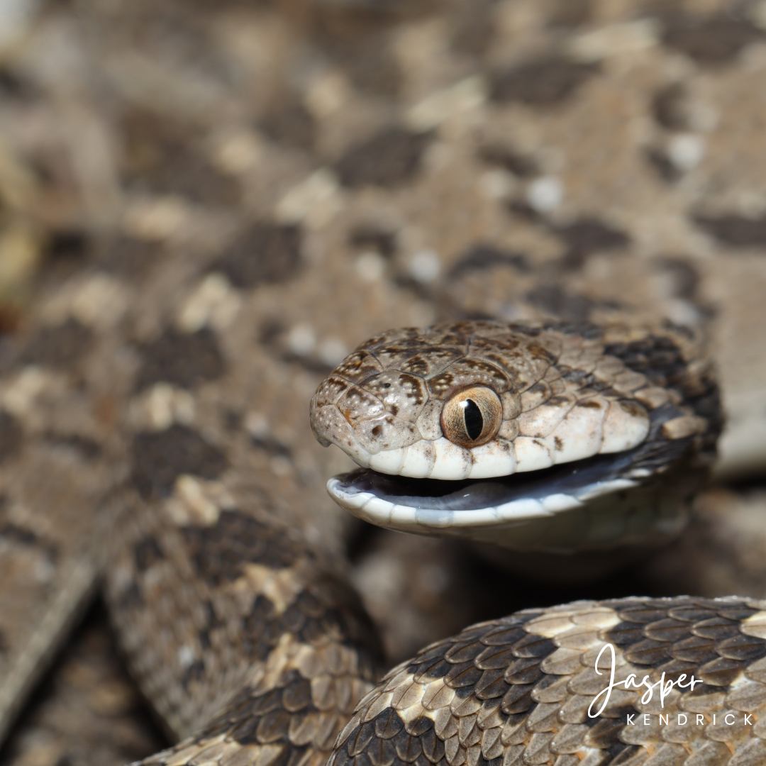 Common Egg Eater (Dasypeltis scabra) displaying its defense mechanism