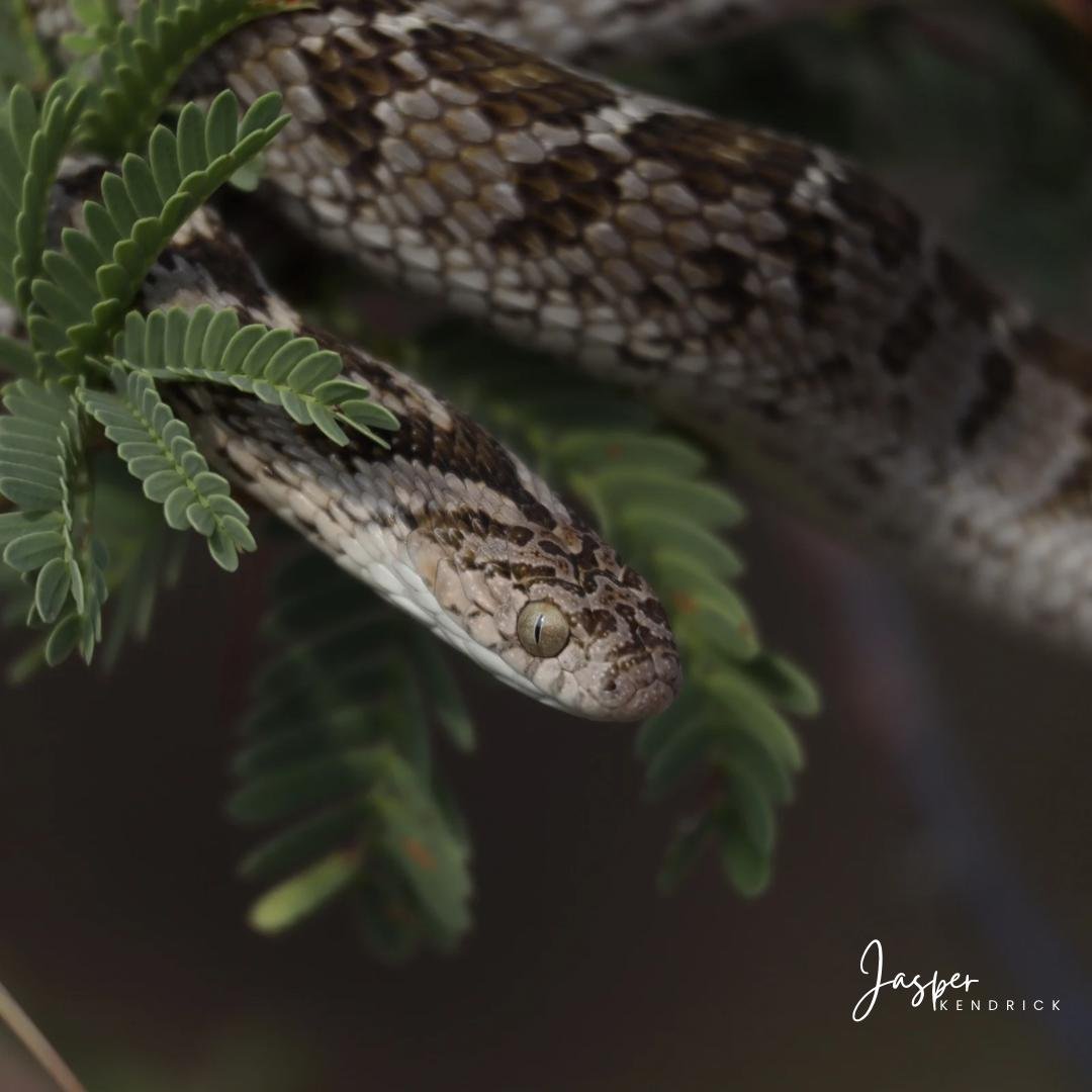 Common Egg Eater (Dasypeltis scabra) Raintree Camp, Botswana