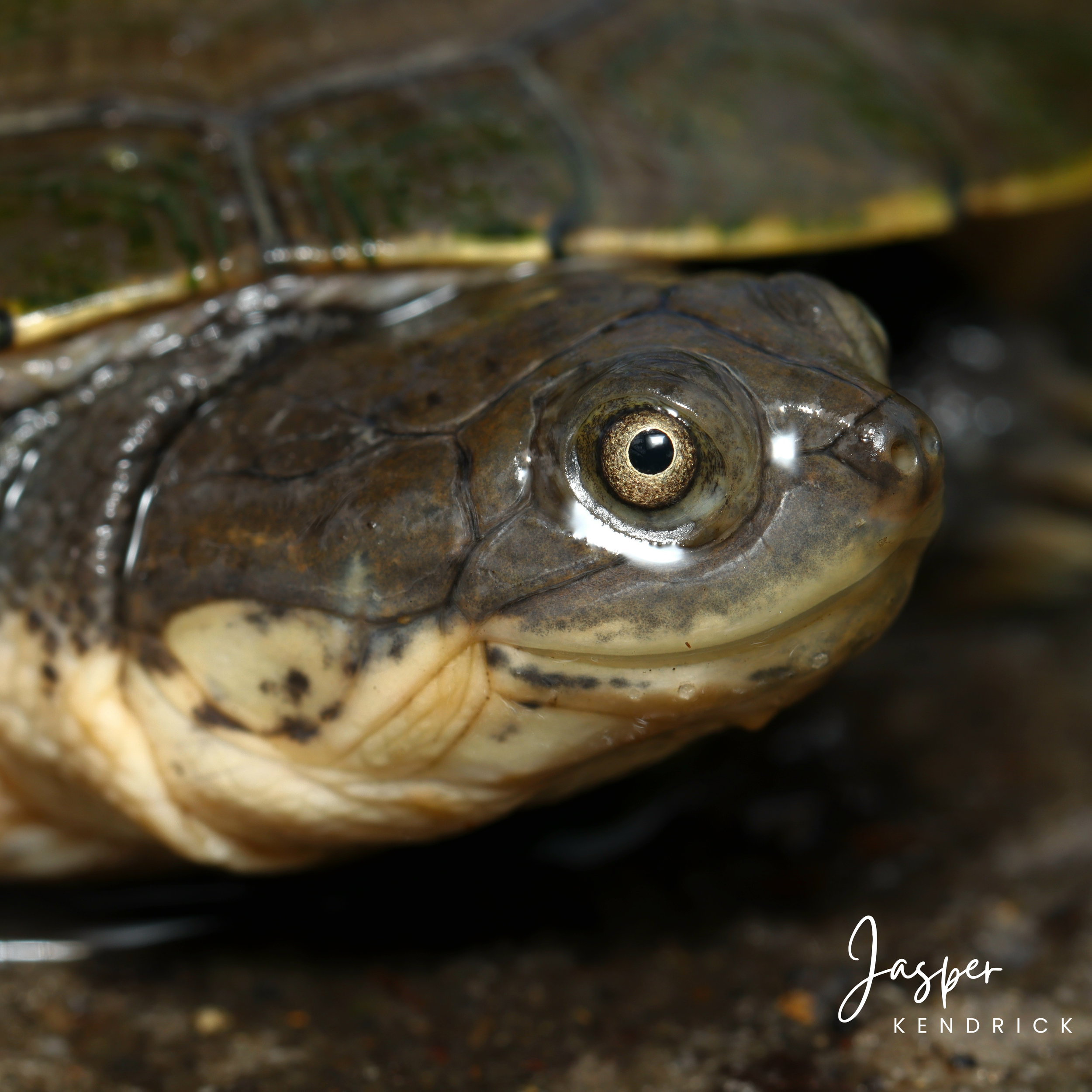 Marsh Terrapin (Pelomedusa subrufa) closeup of its head out of water