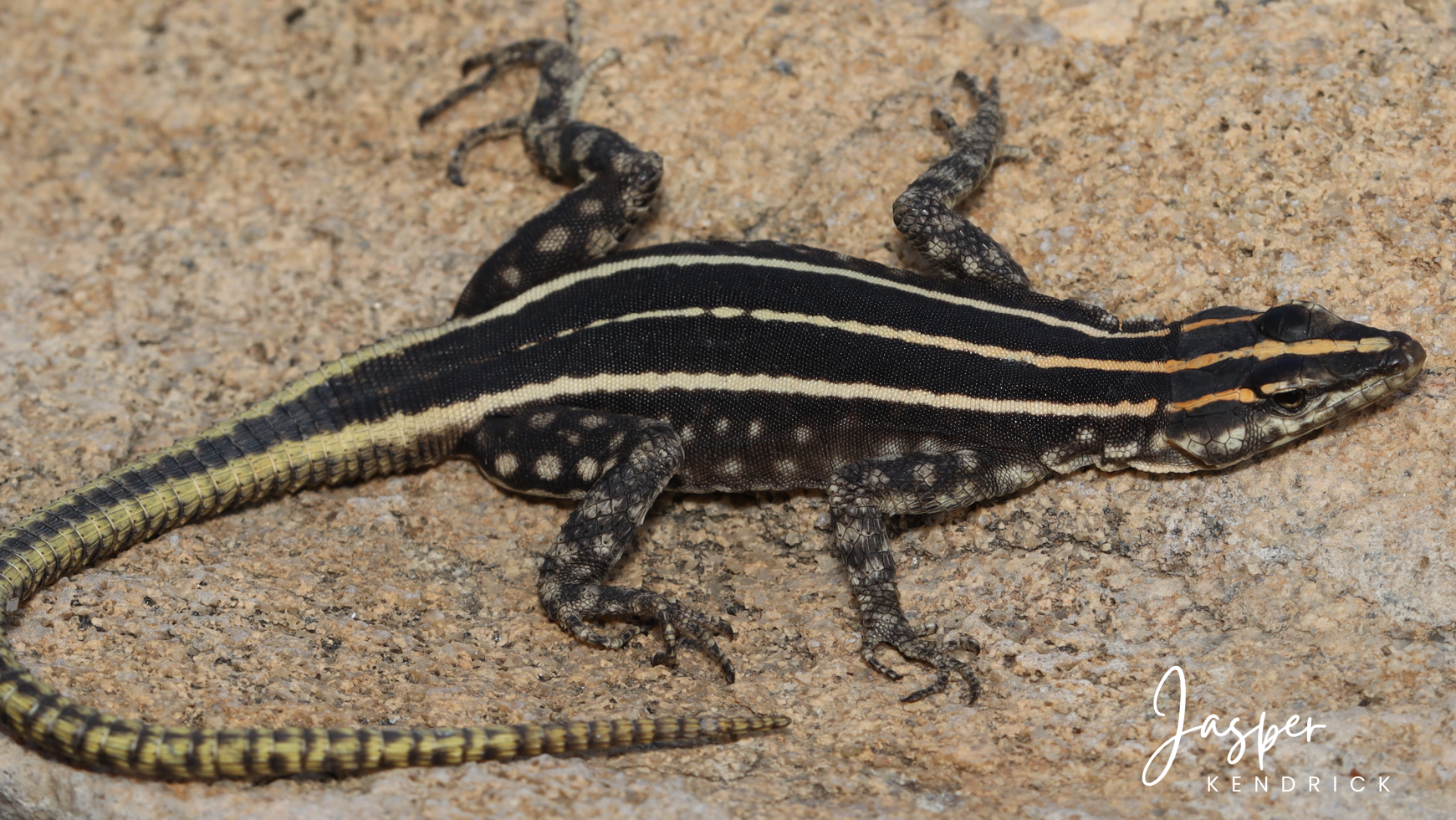 A juvenile Zimbabwean Flat Lizard (Platysaurus intermedius rhodesianus)