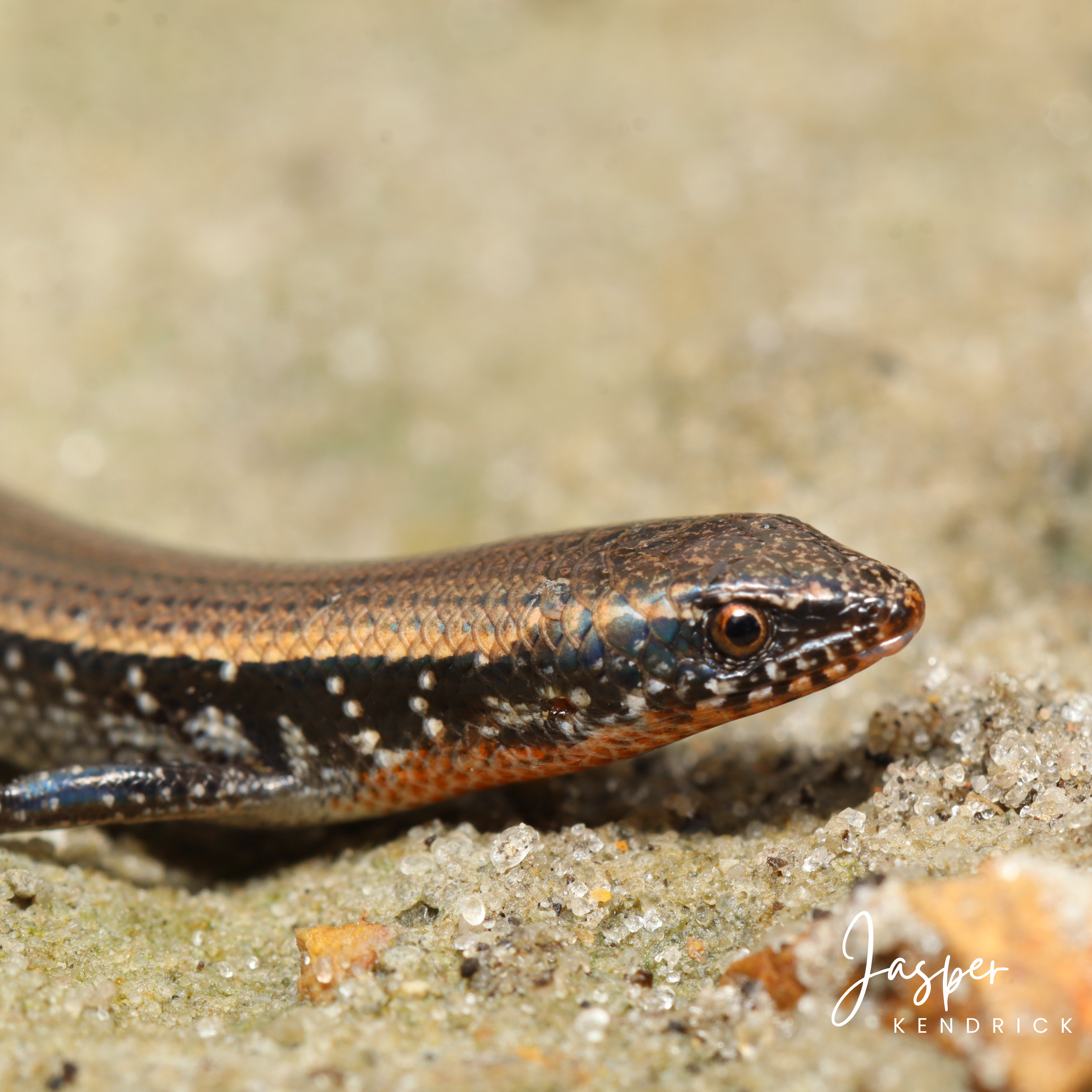 A breeding male Speckle-lipped Snake-eyed Skink (Panaspis maculicollis)