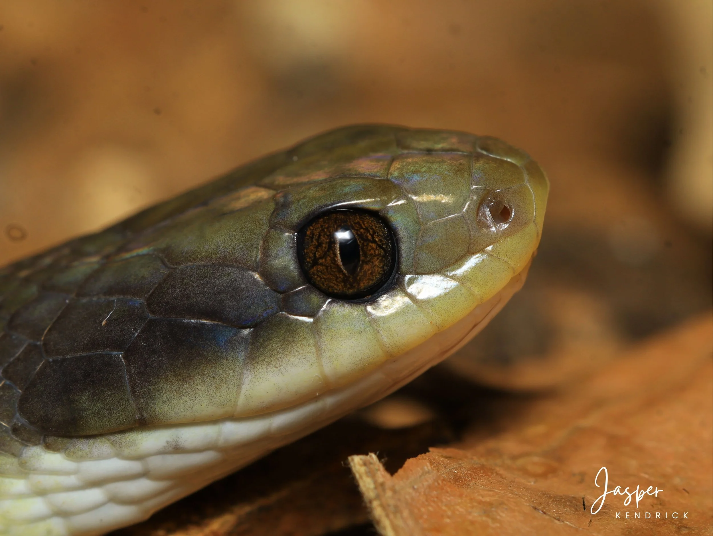 A closeup of a Herald Snake (Crotaphopeltis hotamboeia)