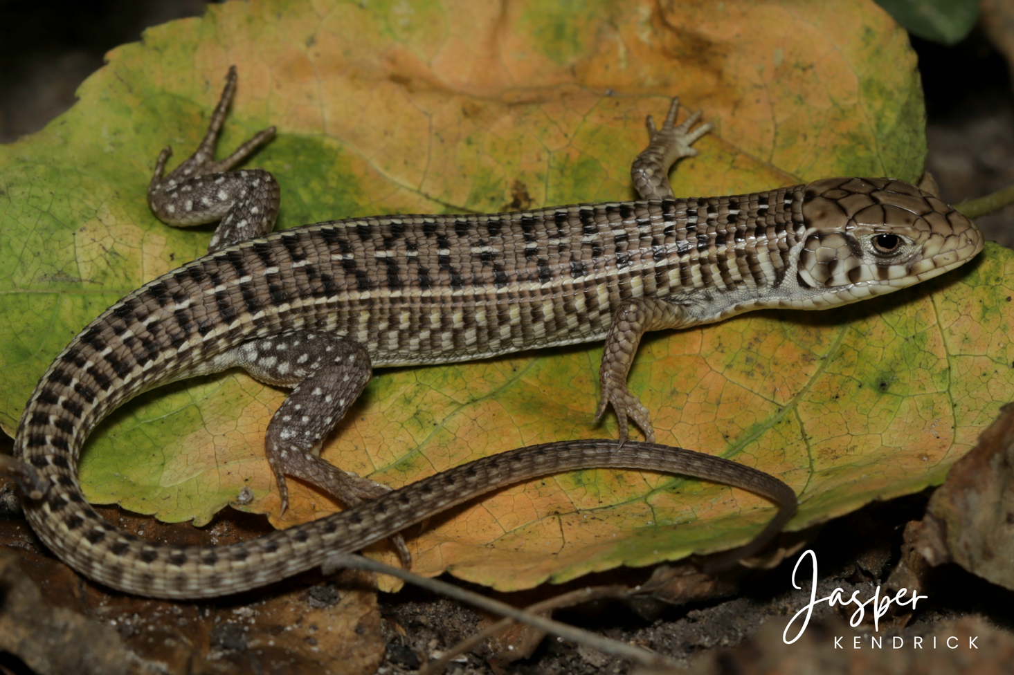 Juvenile Kalahari Plated Lizard (Gerrhosaurus auritus) posing on a leaf