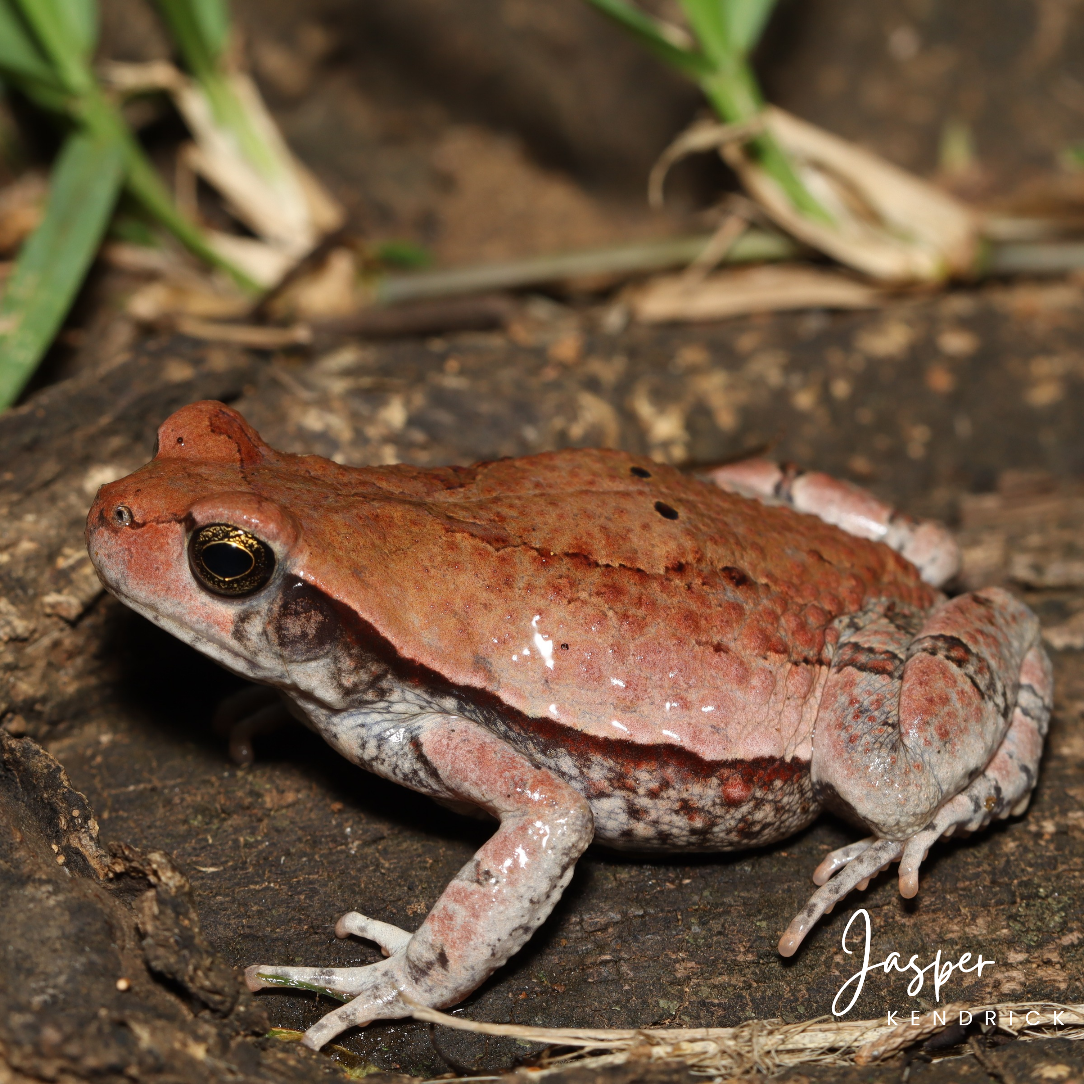 Red Toad (Schismaderma carens) posing naturally on a log