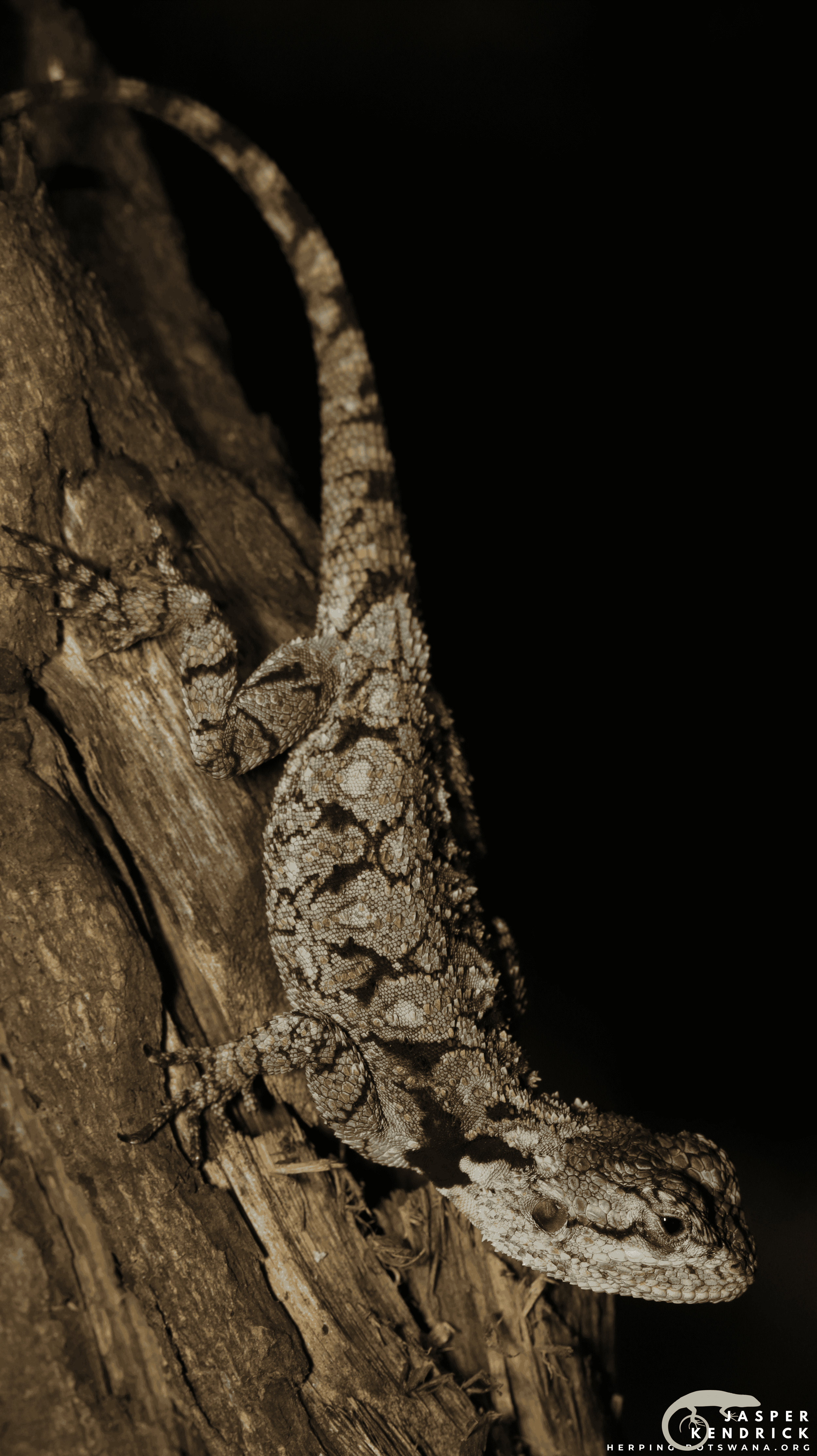 A Blue-headed Tree Agama (Acanthocercus atricollis) posing on a branch