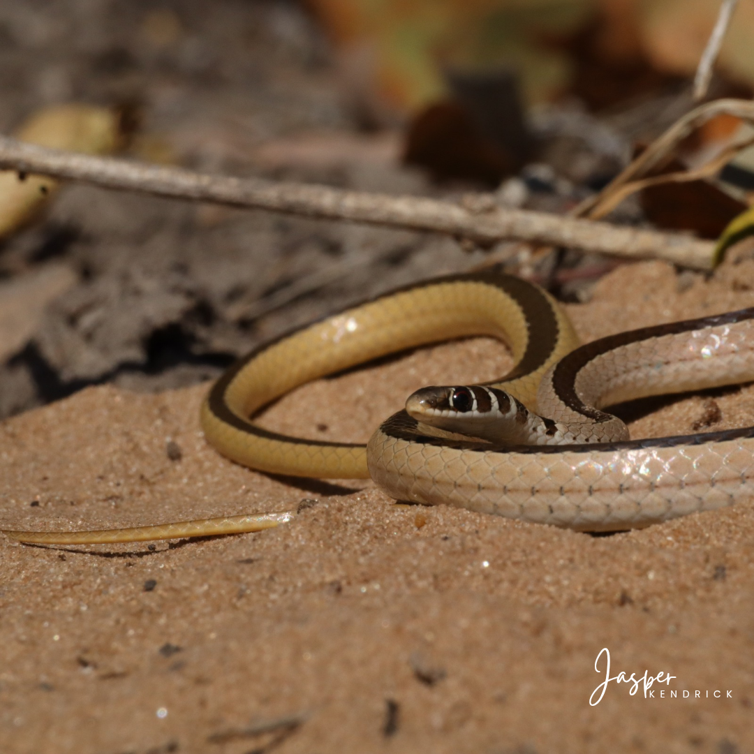 Dwarf Sand Snake (Psammophis angolensis) Raintree Camp, Botswana