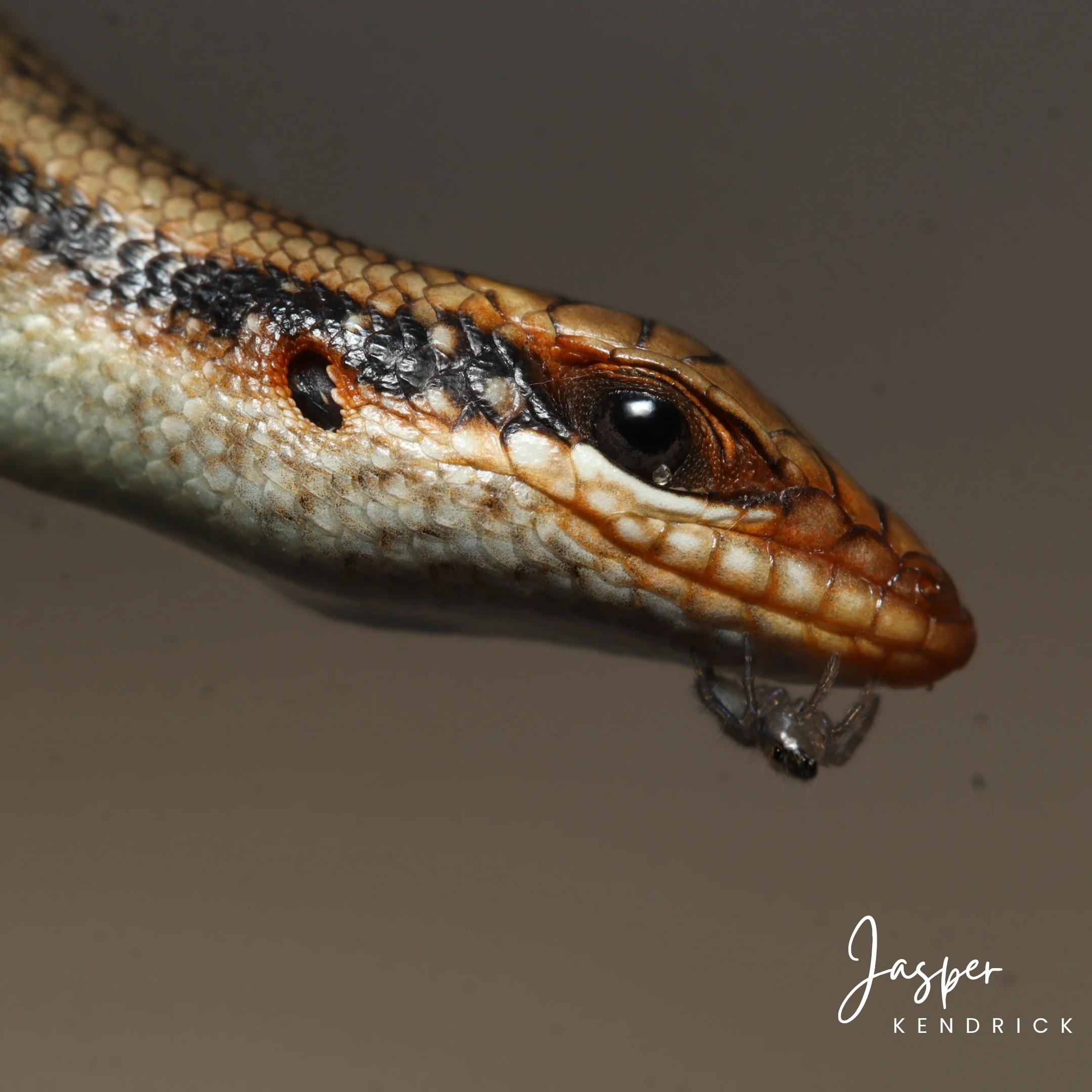 Juvenile Wahlberg's Striped Skink (Trachylepis wahlbergii) with a spider