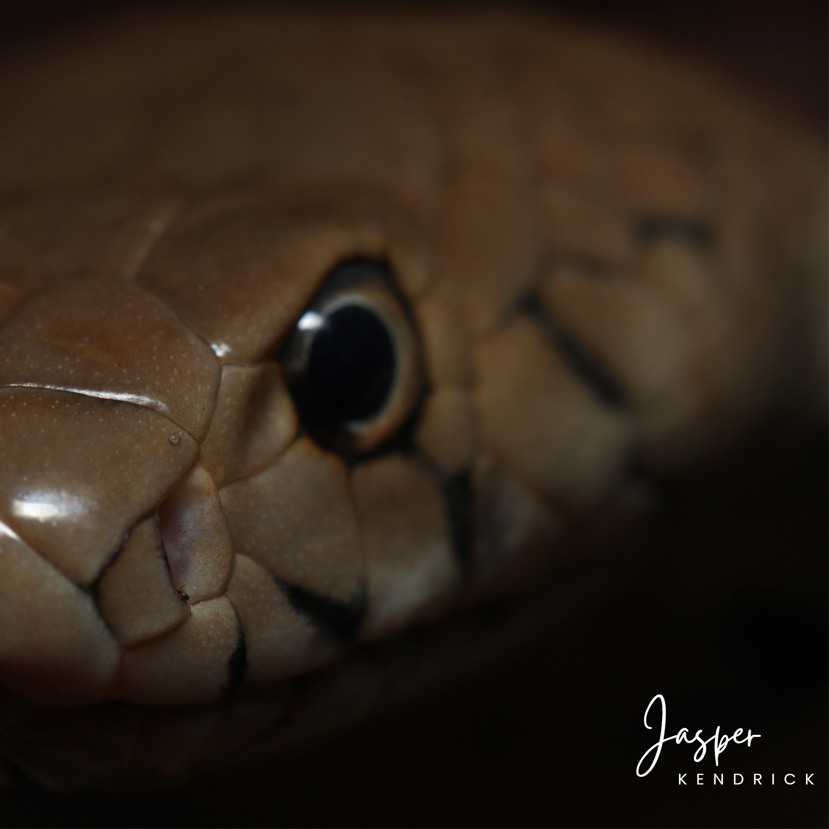 Macro closeup of a baby Mozambique Spitting Cobra (Naja mossambica)