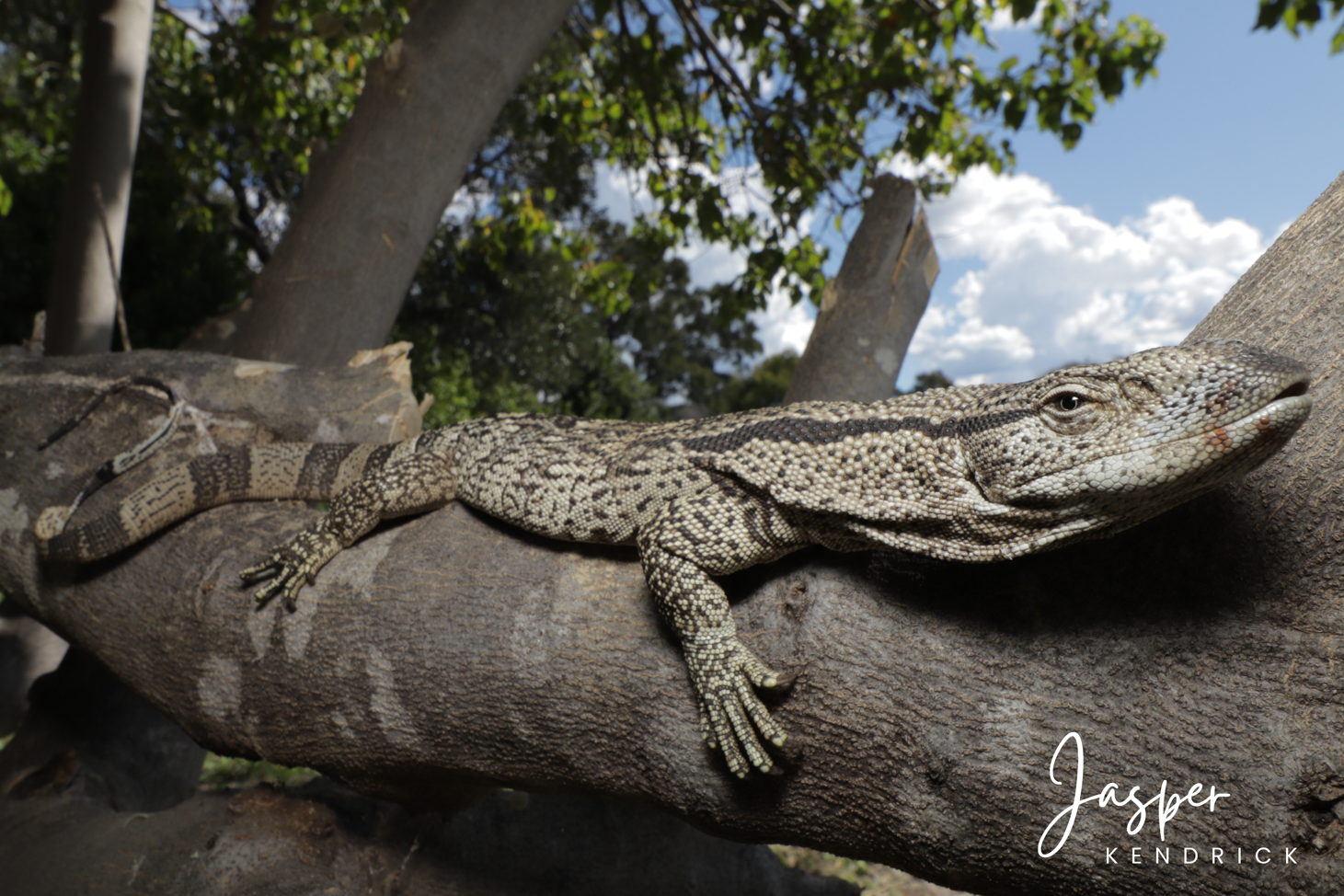 Juvenile  African Rock Monitor (Varanus albigularis) on a tree