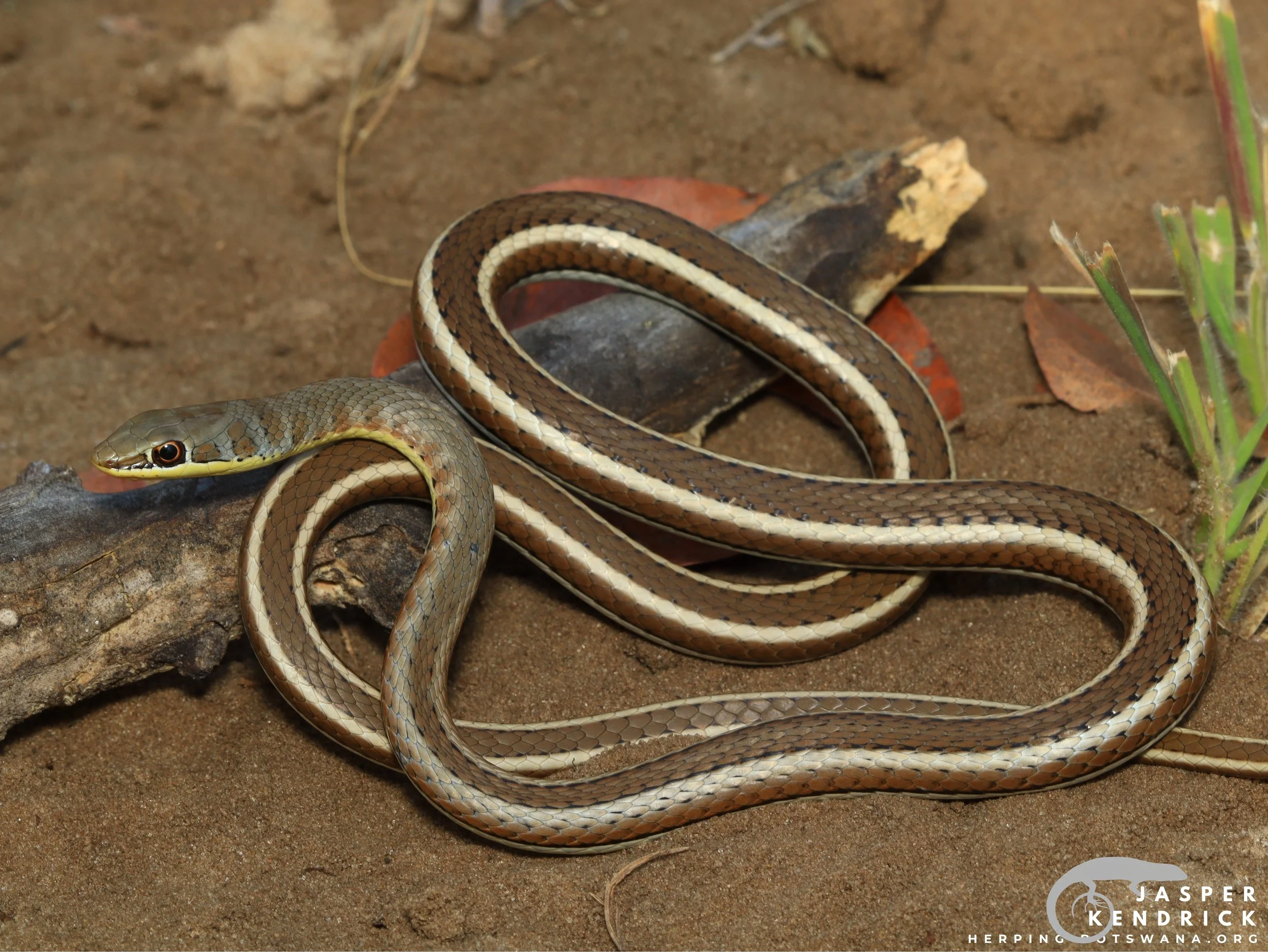 Western Yellow-bellied Sand Snake (Psammophis subtaeniatus) posing on a log near grass