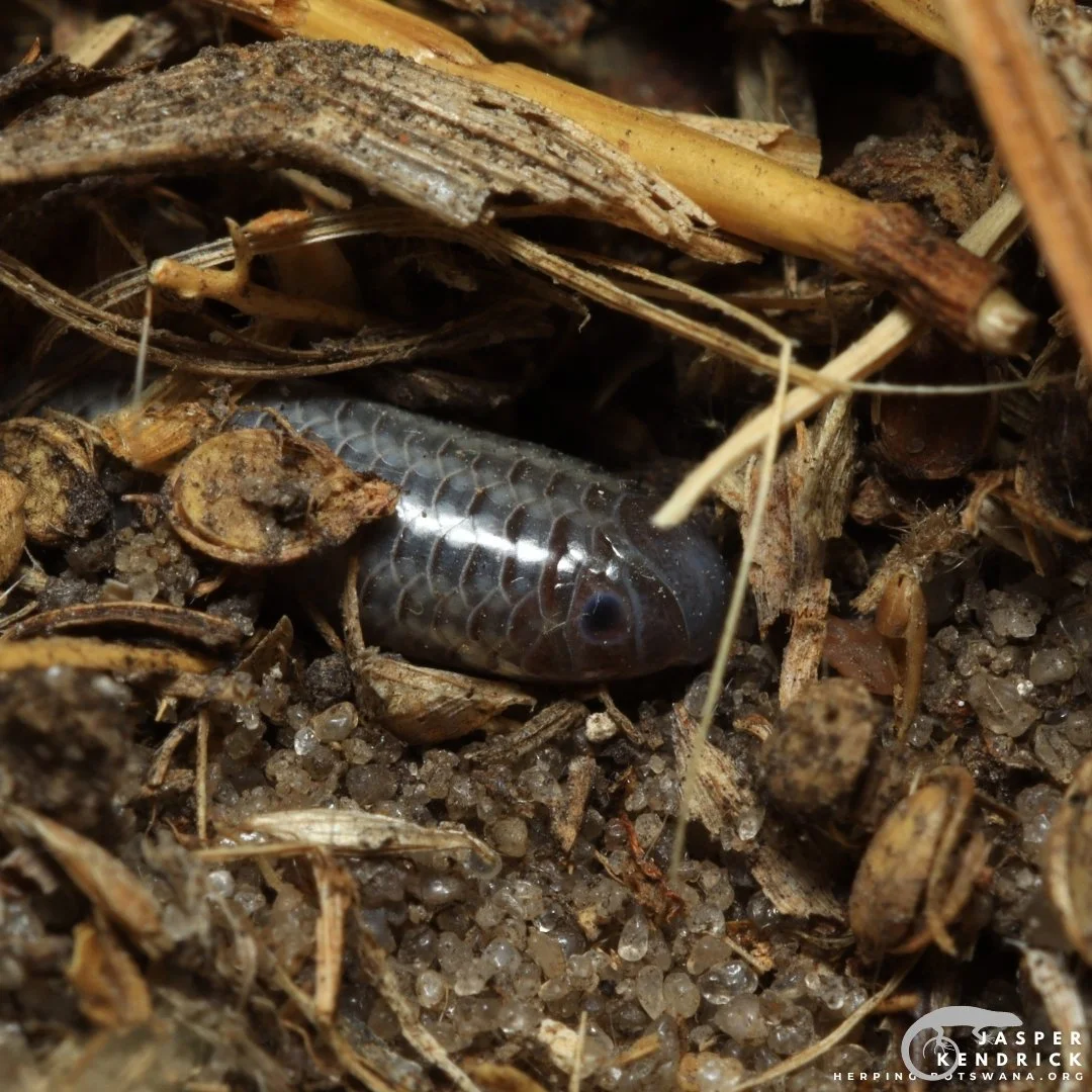 A closeup of a Peter’s Thread Snake (Leptotyphlops scutifrons)
