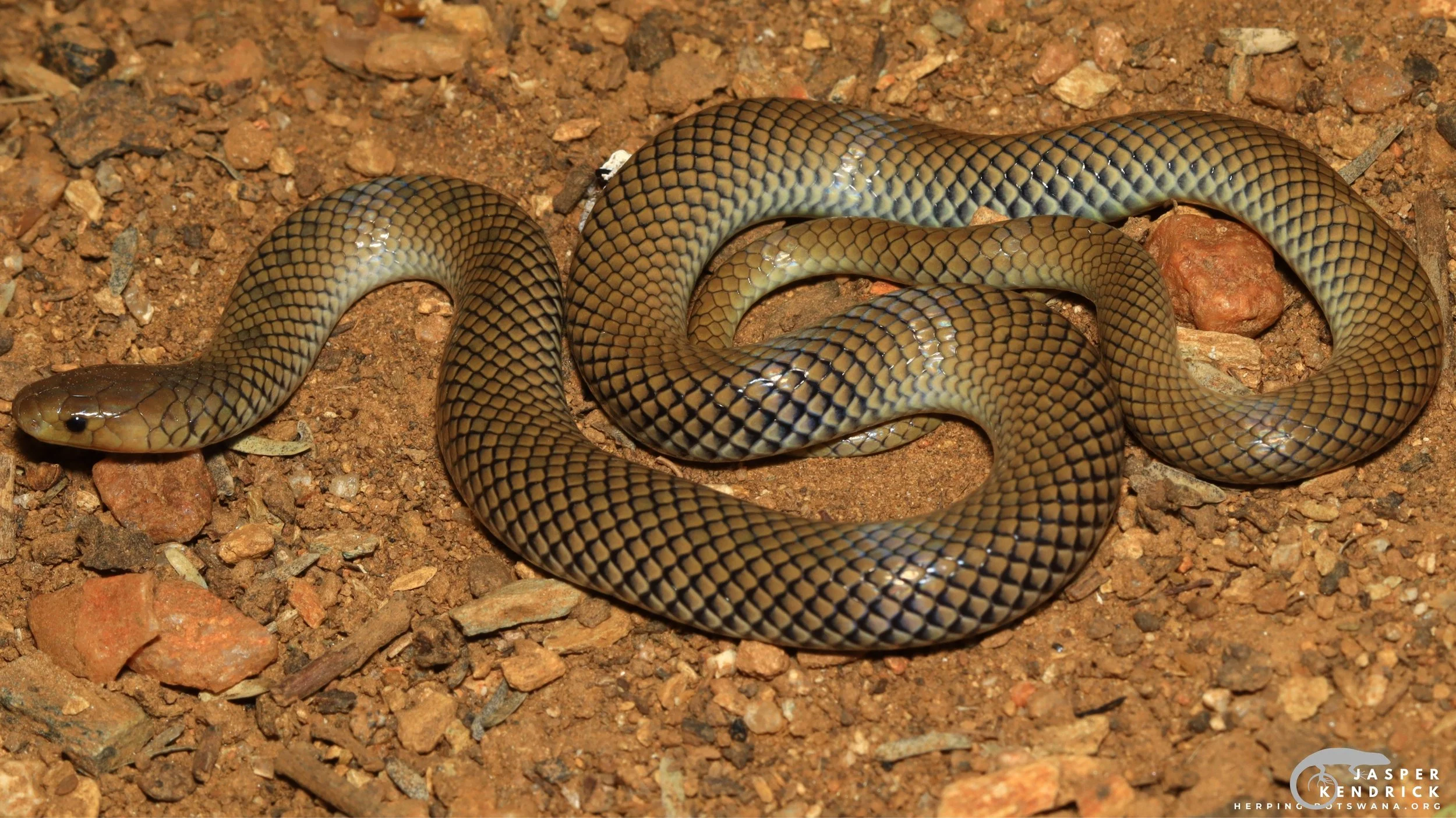 A Reticulated Centipede Eater (Aparallactus lunulatus) posing