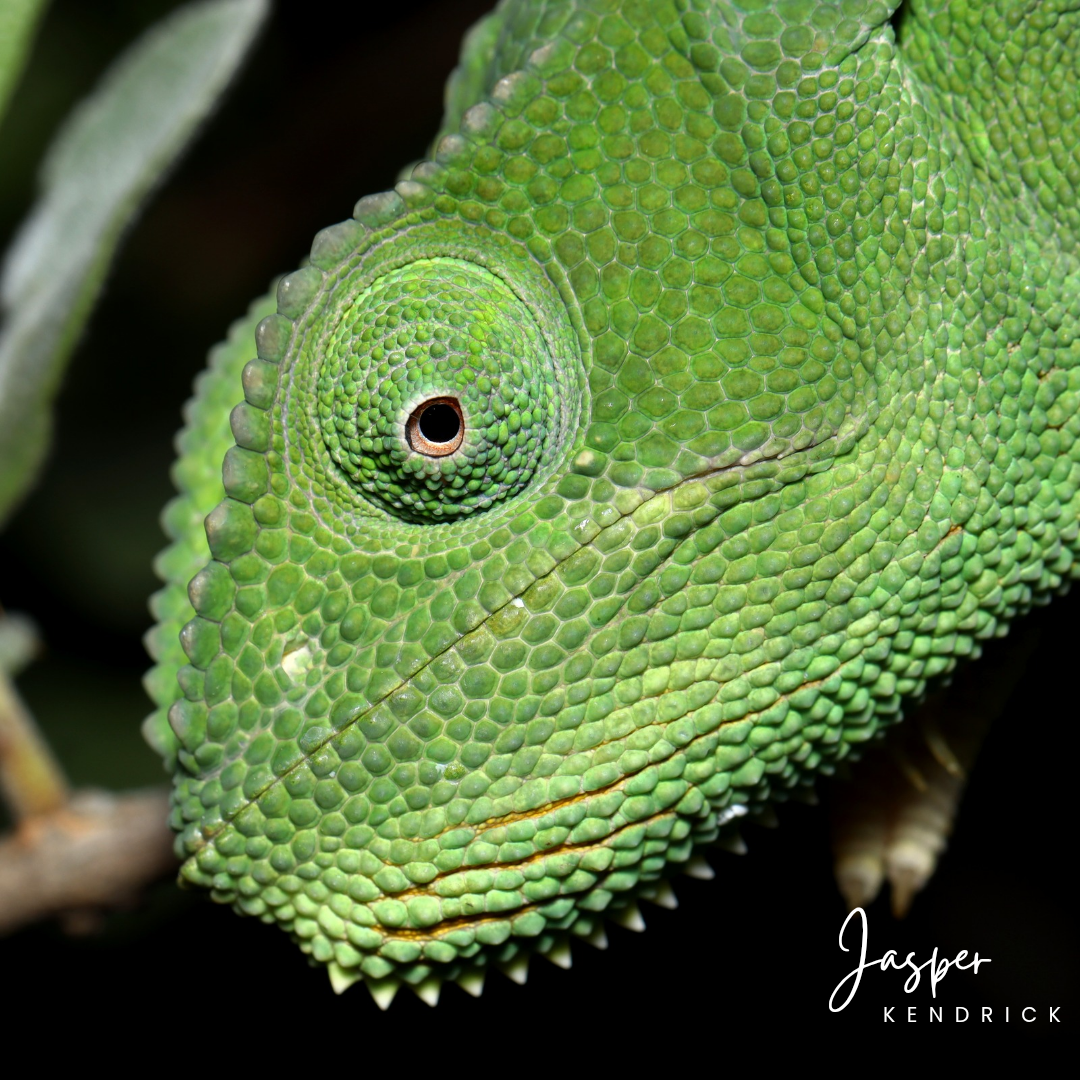 Closeup of a Flap-necked Chameleon (Chamaeleo dilepis)