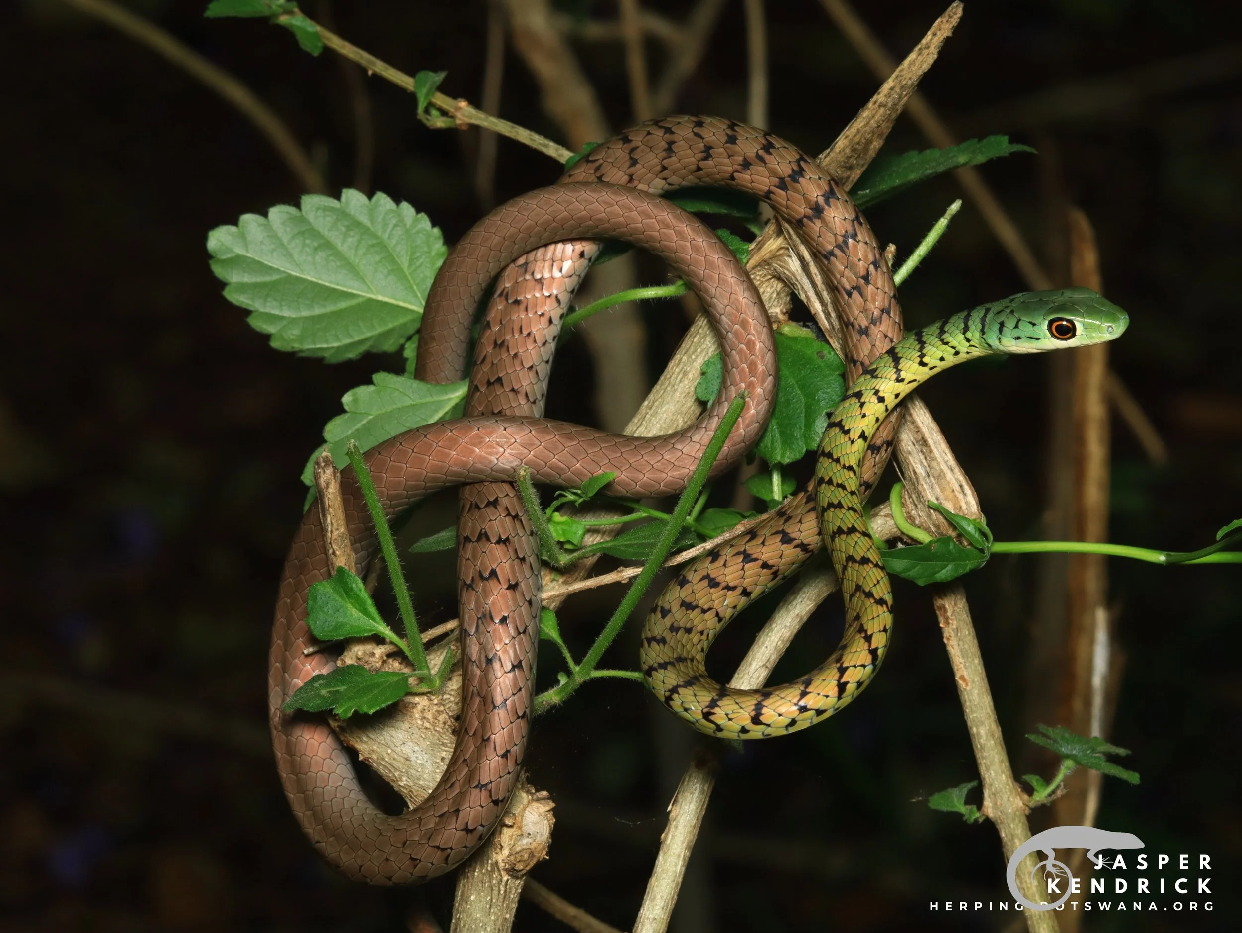 A Spotted Bush Snake posing in a bush