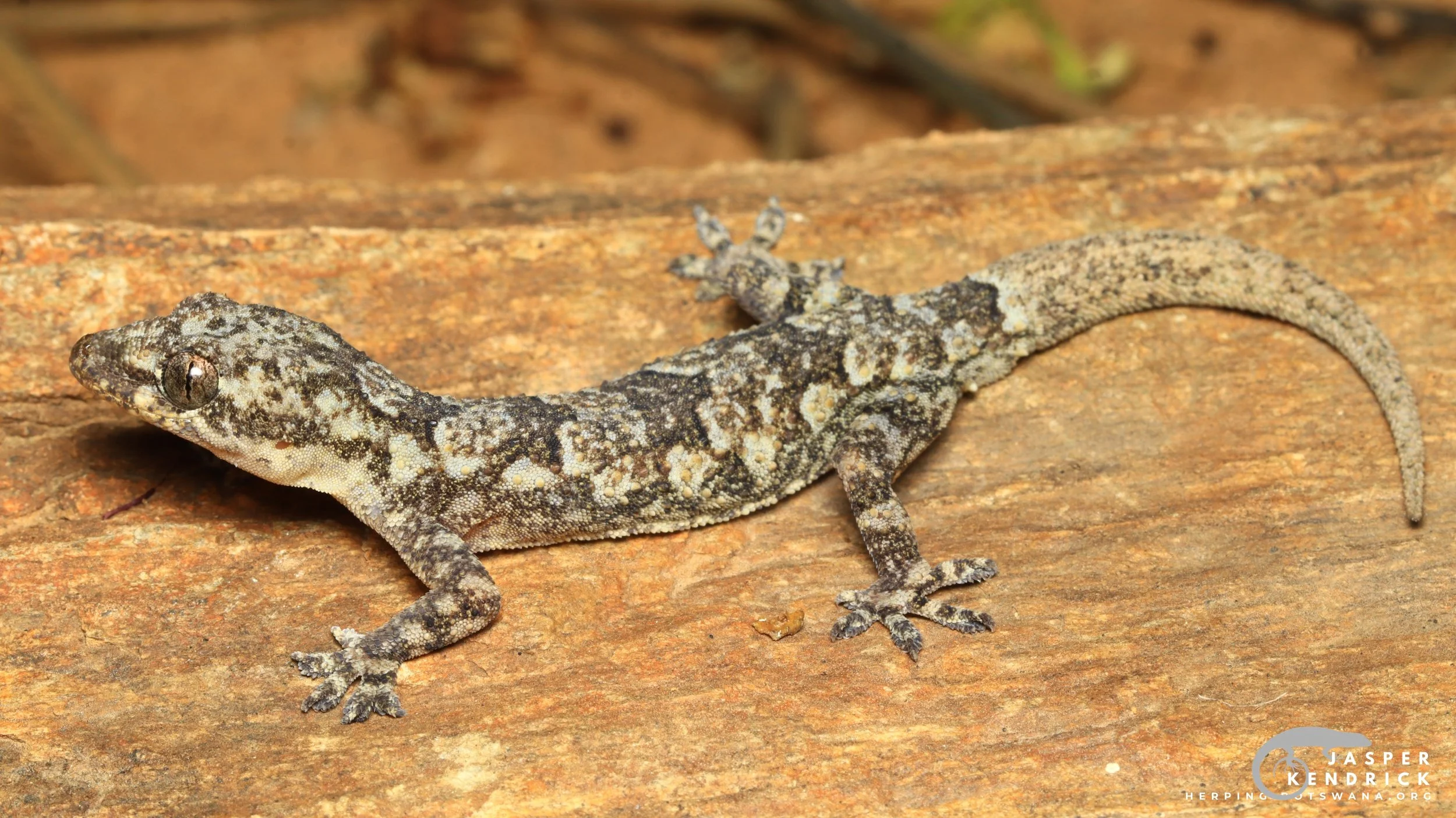 Tropical House Gecko (Hemidactylus mabouia) posing on a rock