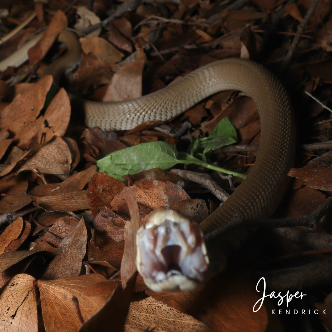 A baby Mozambique Spitting Cobra (Naja mossambica) spitting