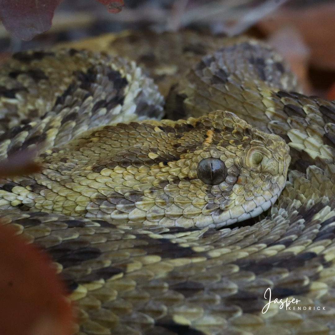 Puff Adder (Bitis arietans). Raintree Camp, Northern Botswana