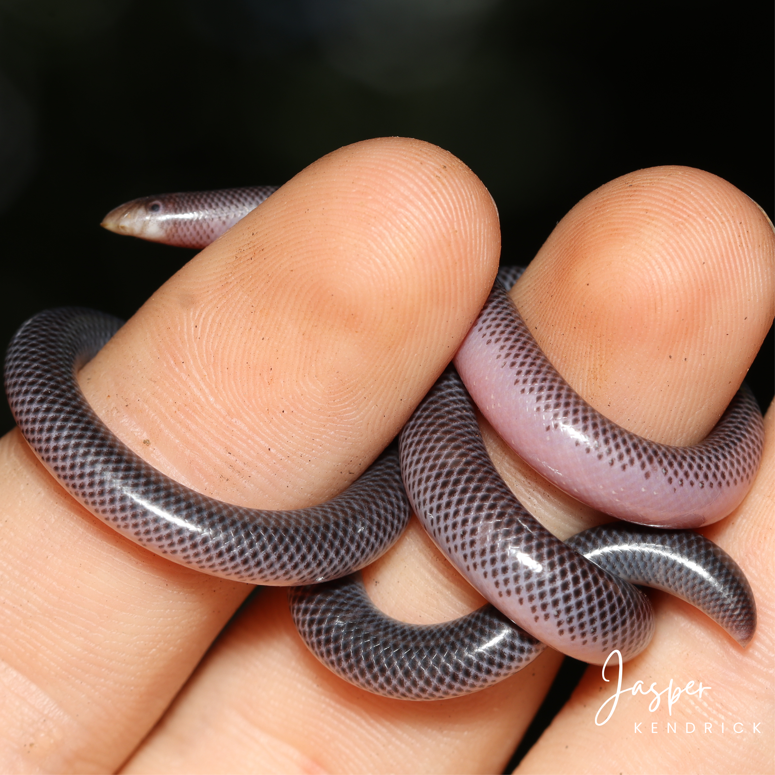 A Delalande’s Beaked Blind Snake (Rhinotyphlops lalandei) in hand