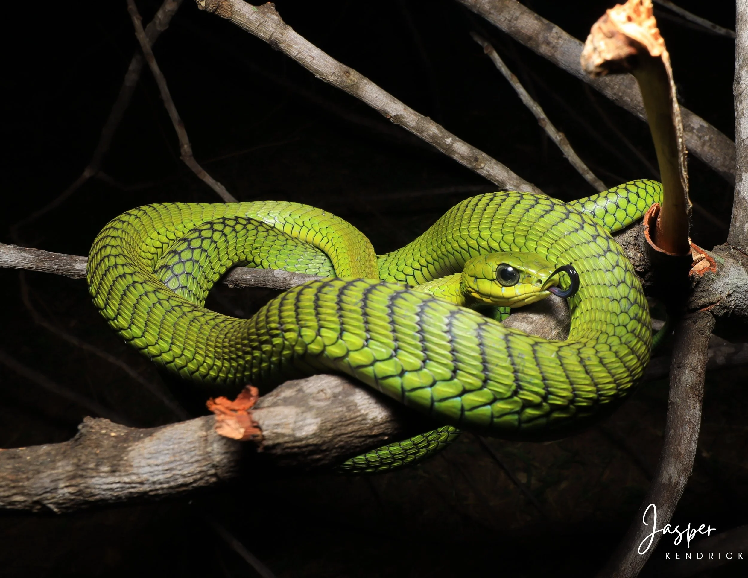 Male Boomslang (Dispholidus typus) posing in a tree with tongue out