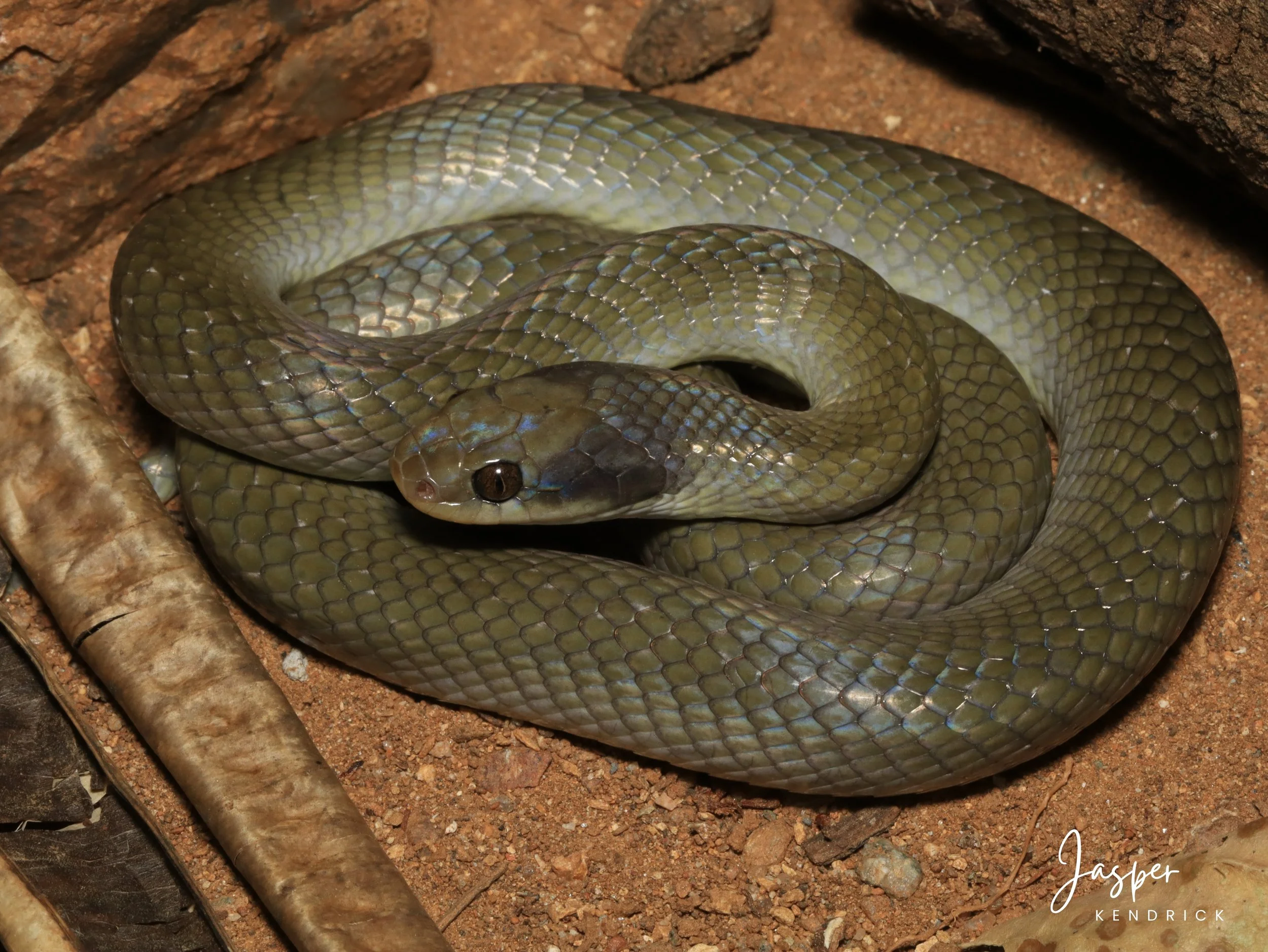 A Herald Snake (Crotaphopeltis hotamboeia) posing on sand