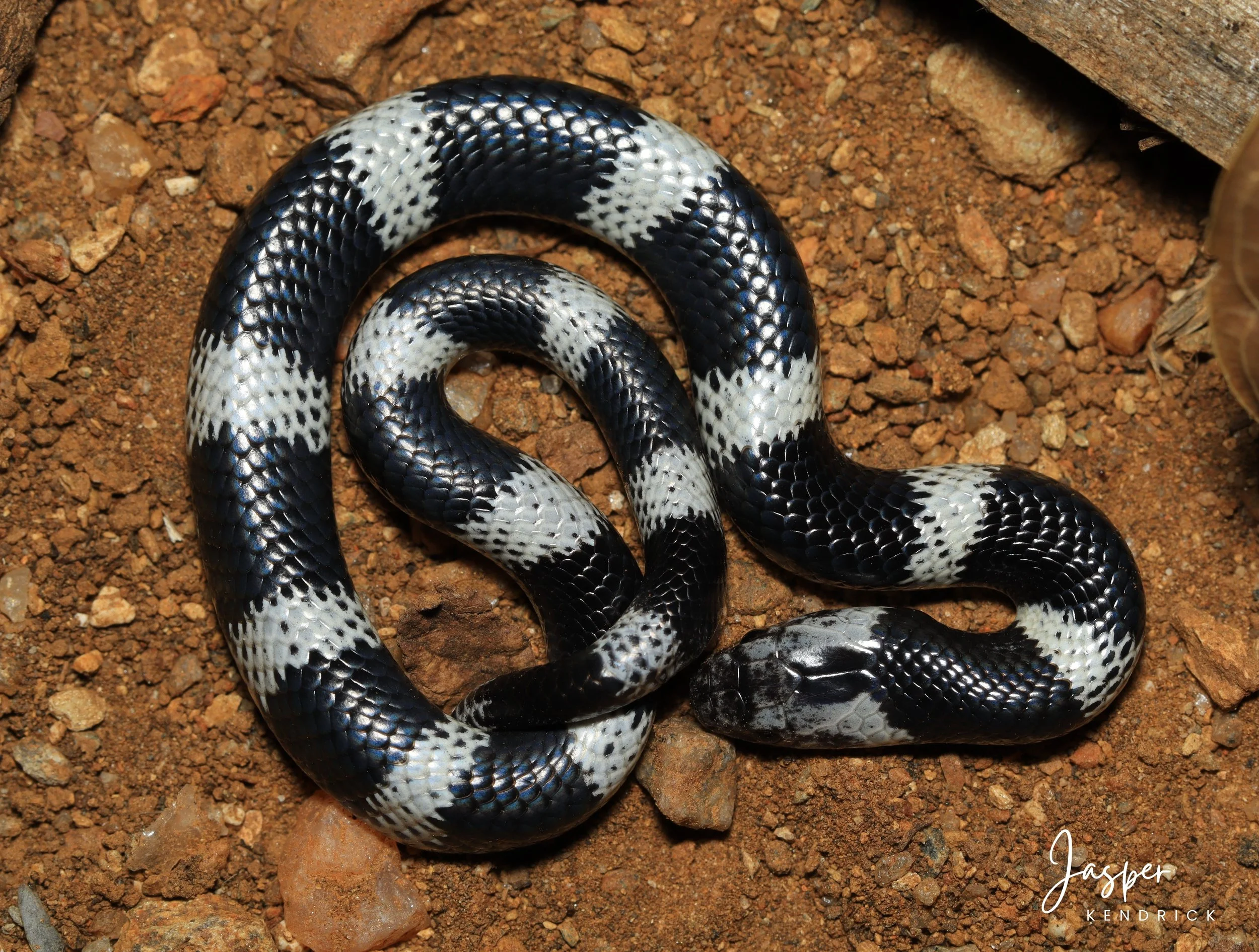 Black and White Juvenile Zambezi Garter Snake (Elapsoidea boulengeri)