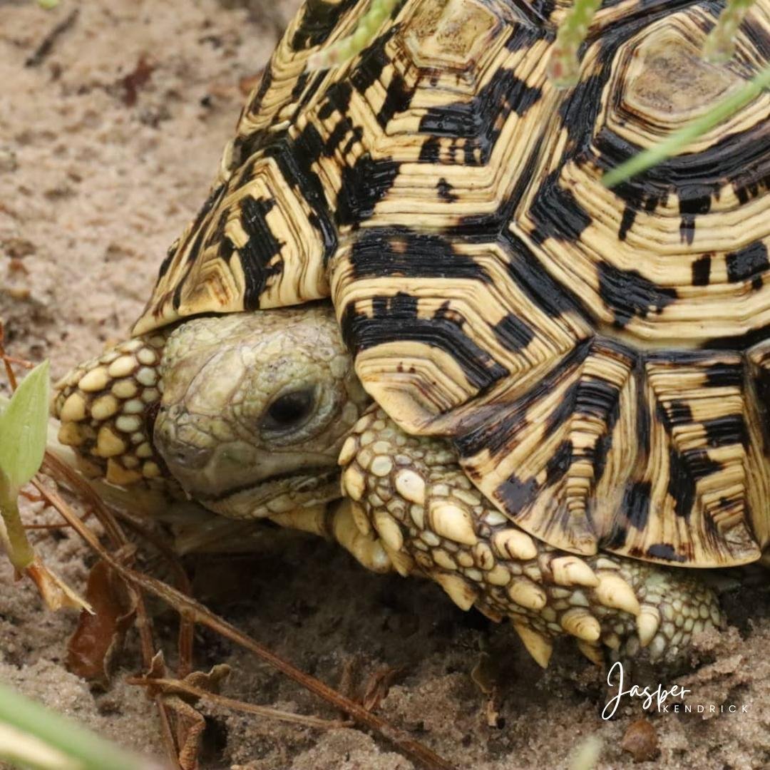 Leopard Tortoise (Stigmochelys pardalis) Raintree Camp, Shorobe