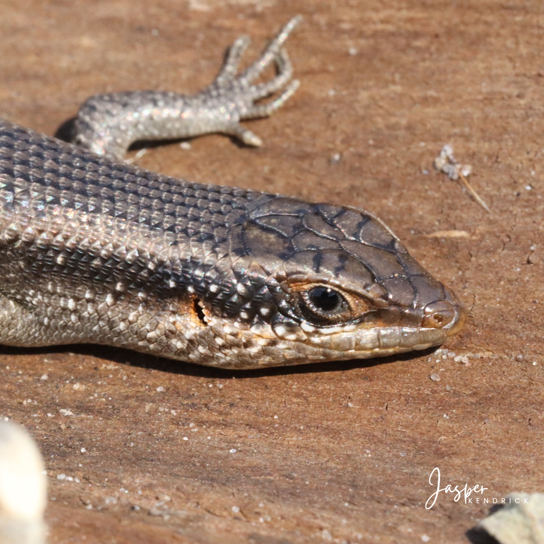 Kalahari Tree Skink (Trachylepis spilogaster). Shorobe, Northern Botswana