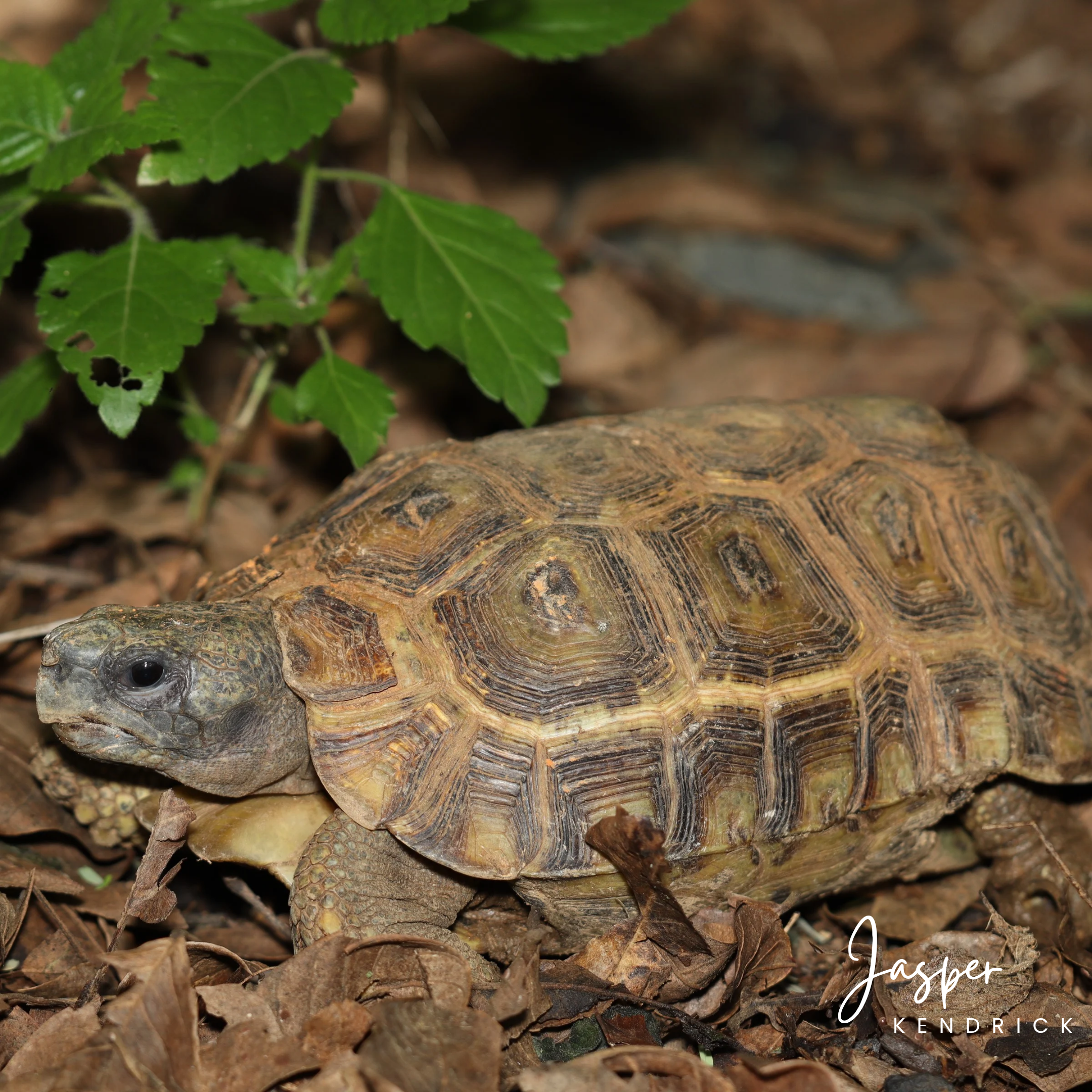 Speke’s Hinge-back Tortoise (Kinixys spekii) posing naturally in leaves