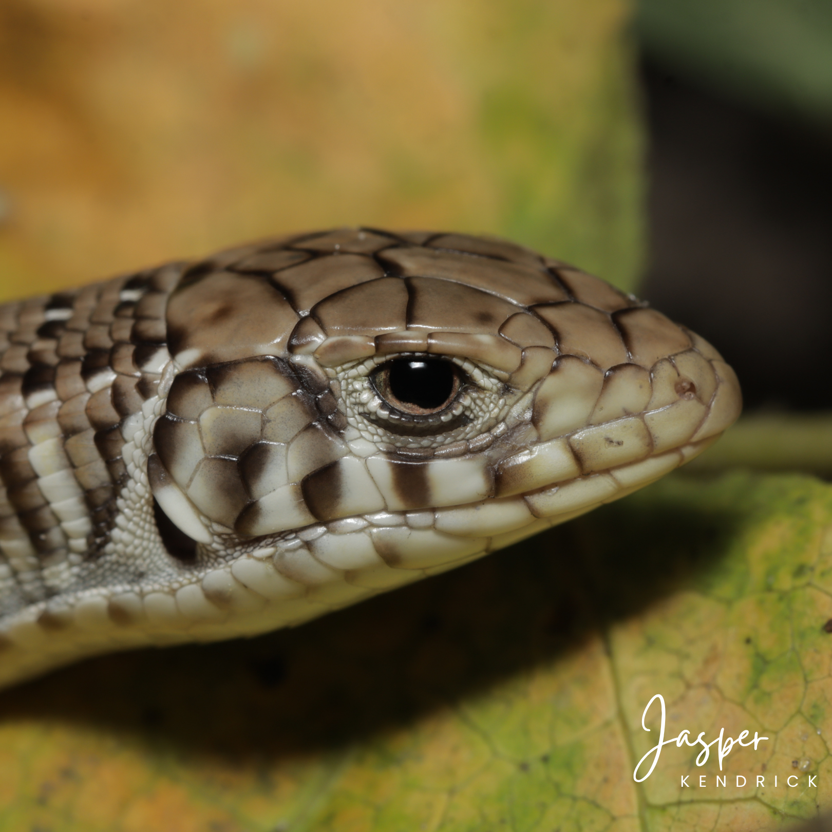 Juvenile Kalahari Plated Lizard (Gerrhosaurus auritus) closeup of its head