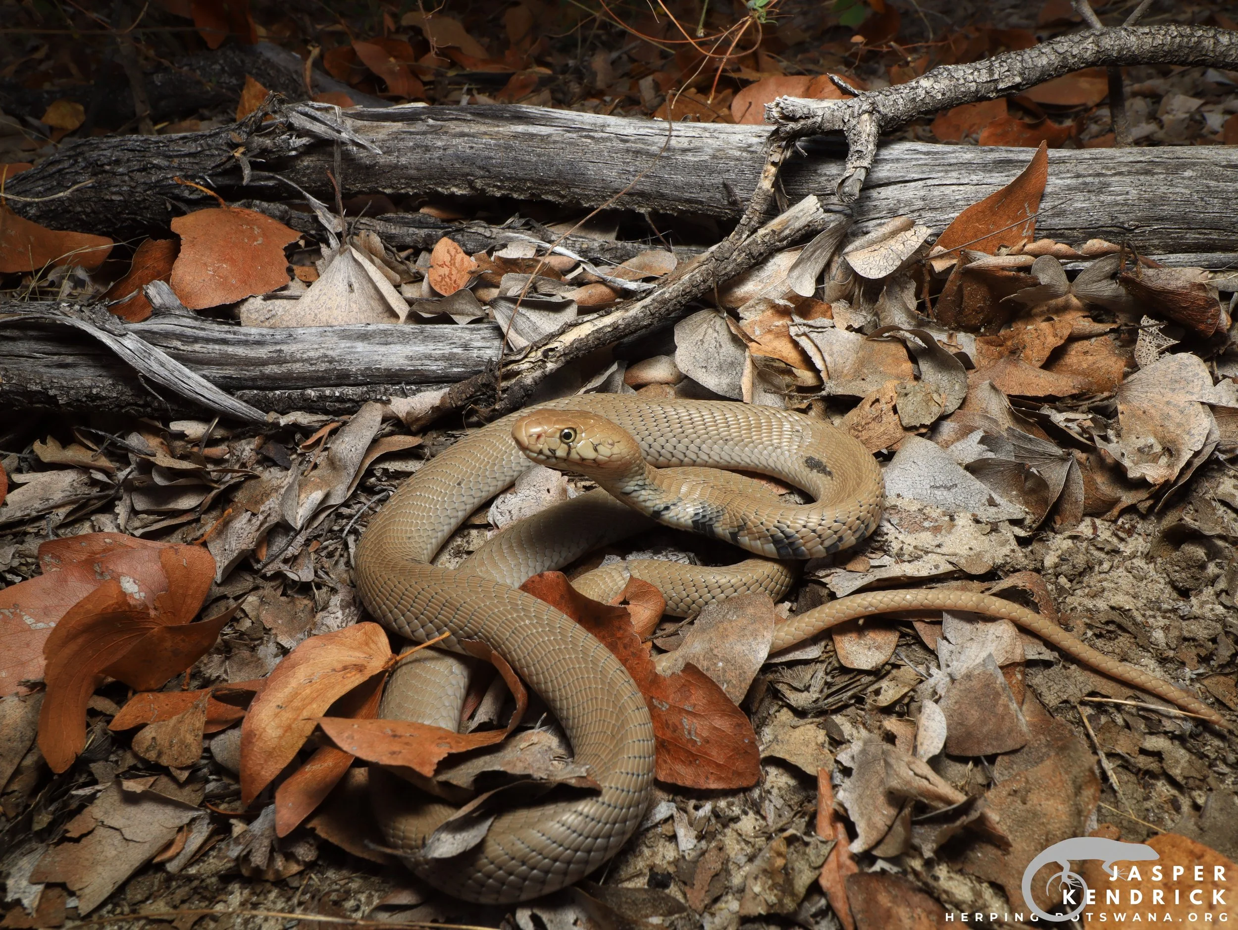 A baby Mozambique Spitting Cobra (Naja mossambica) hooding