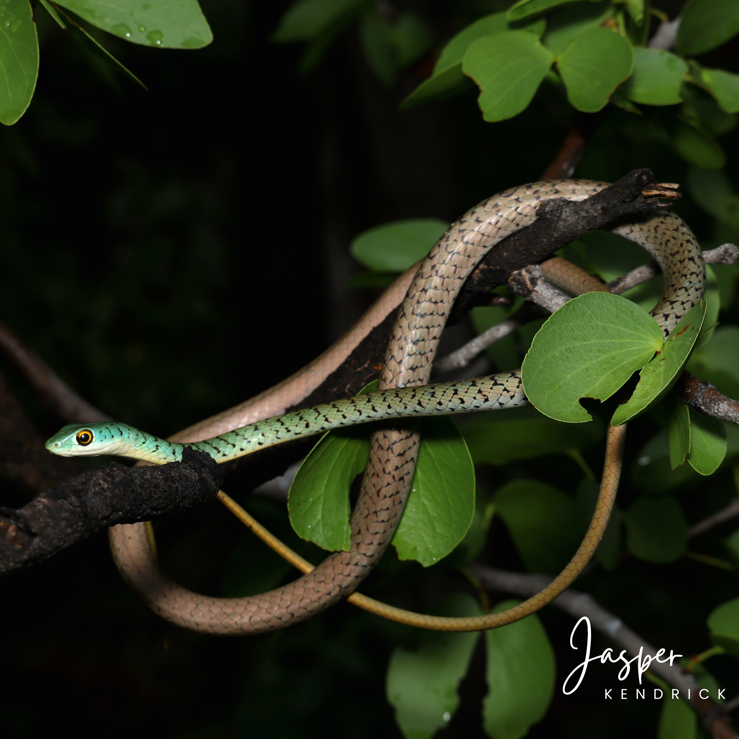 Spotted Bush Snake (Philothamnus semivariegatus) posed in a tree