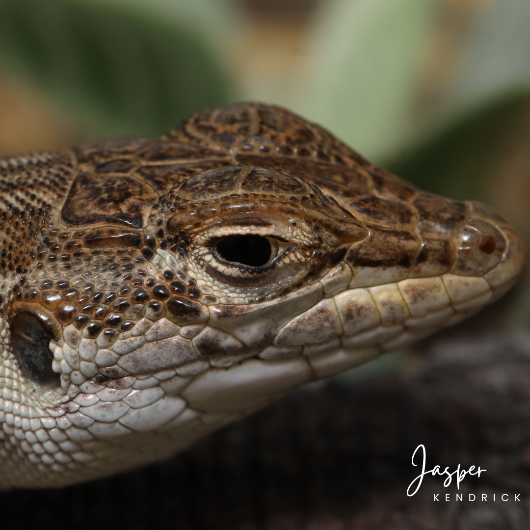 Closeup of a Bushveld Lizard (Heliobolus lugubris)