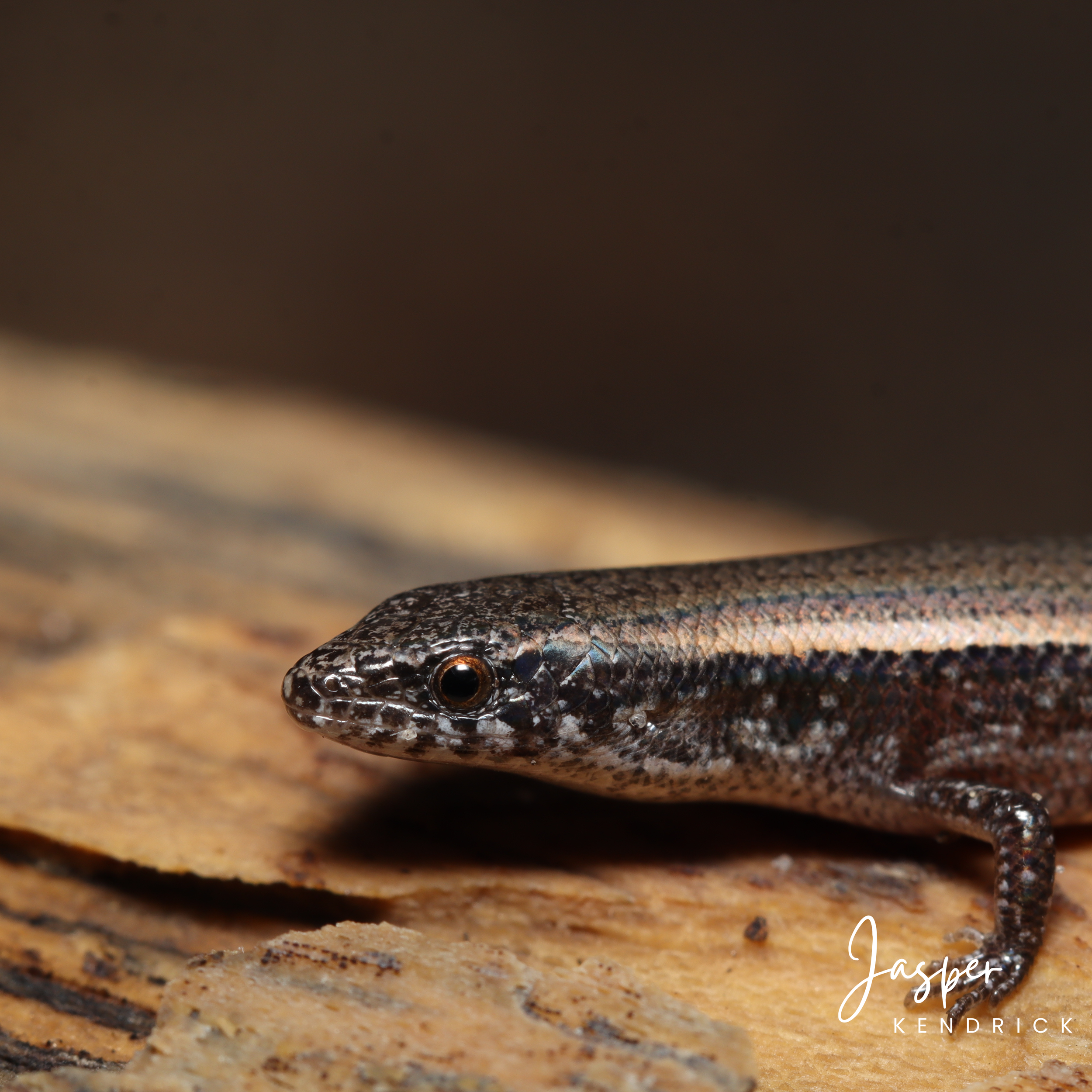 A macro shot of the head of a Speckle-lipped Snake-eyed Skink (Panaspis maculicollis)