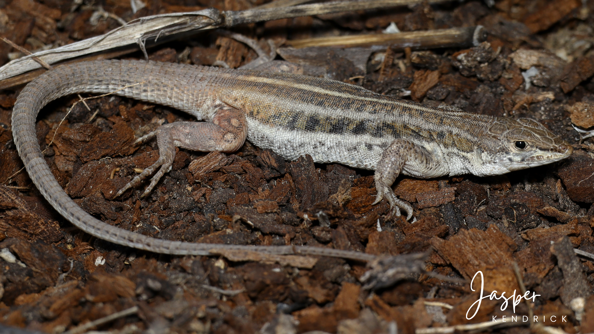 Gravid female Bushveld Lizard (Heliobolus lugubris) in a natural position