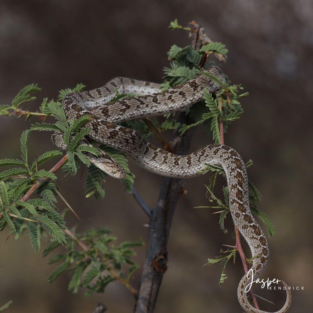 Common Egg Eater (Dasypeltis scabra) Raintree Camp, Botswana