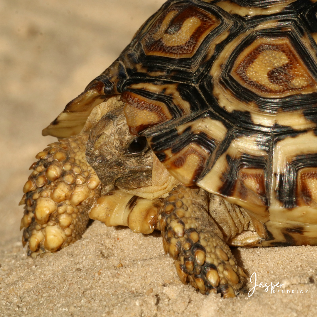 Hatchling Leopard Tortoise (Stigmochelys pardalis) Raintree Camp, Botswana