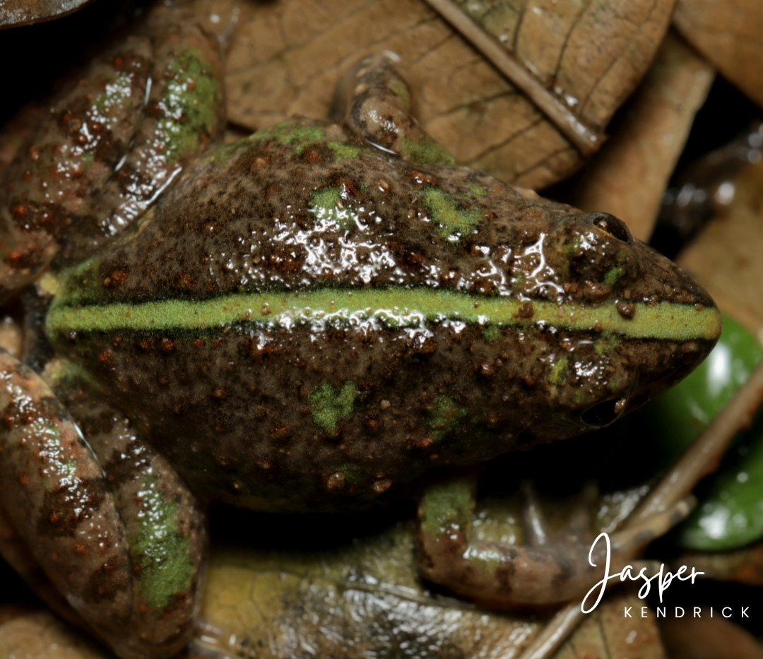 Green Snoring Puddle Frog (Phrynobatrachus natalensis) dorsal view