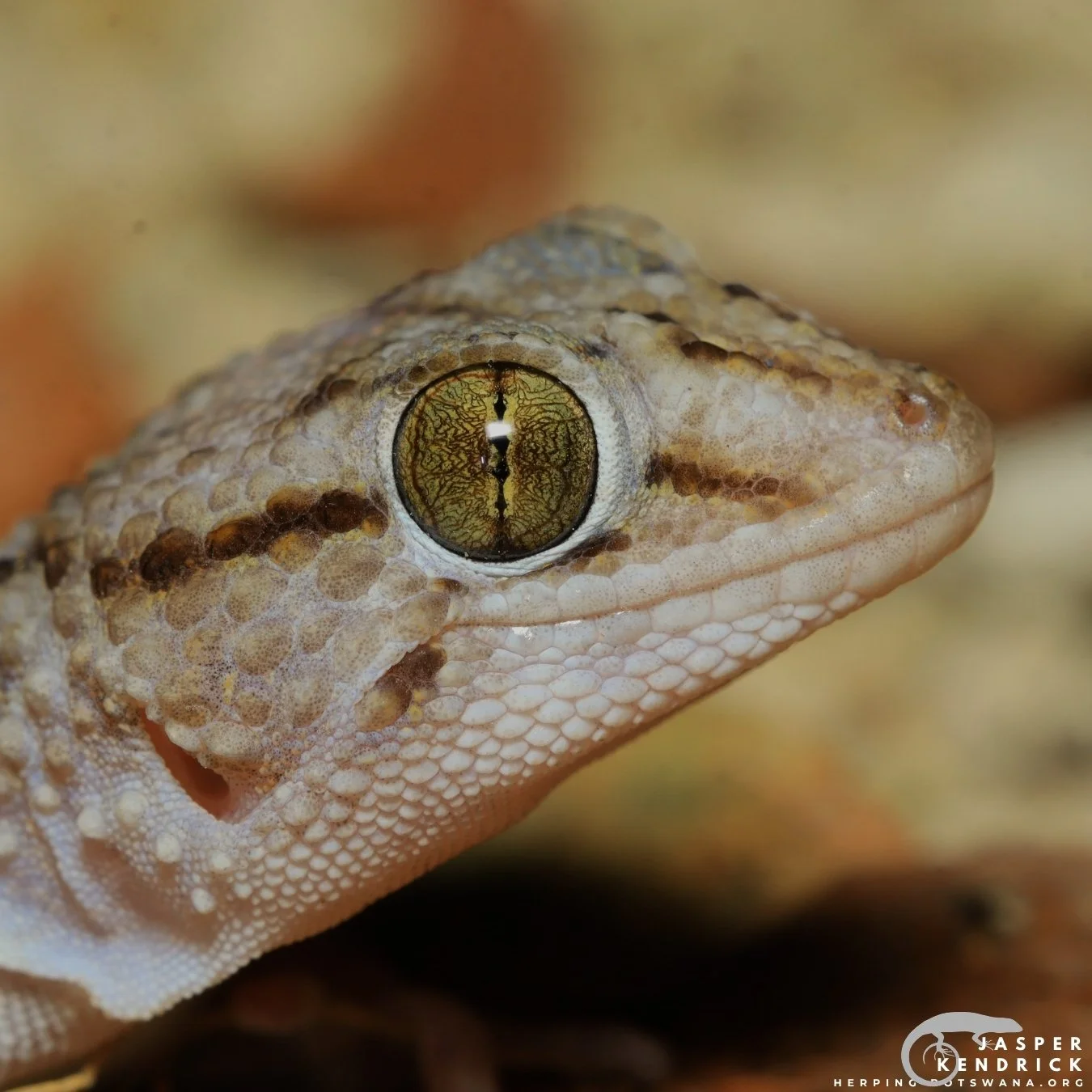 Fischer's Thick-toed Gecko (Chondrodactylus laevigatus) eye high-quality photo