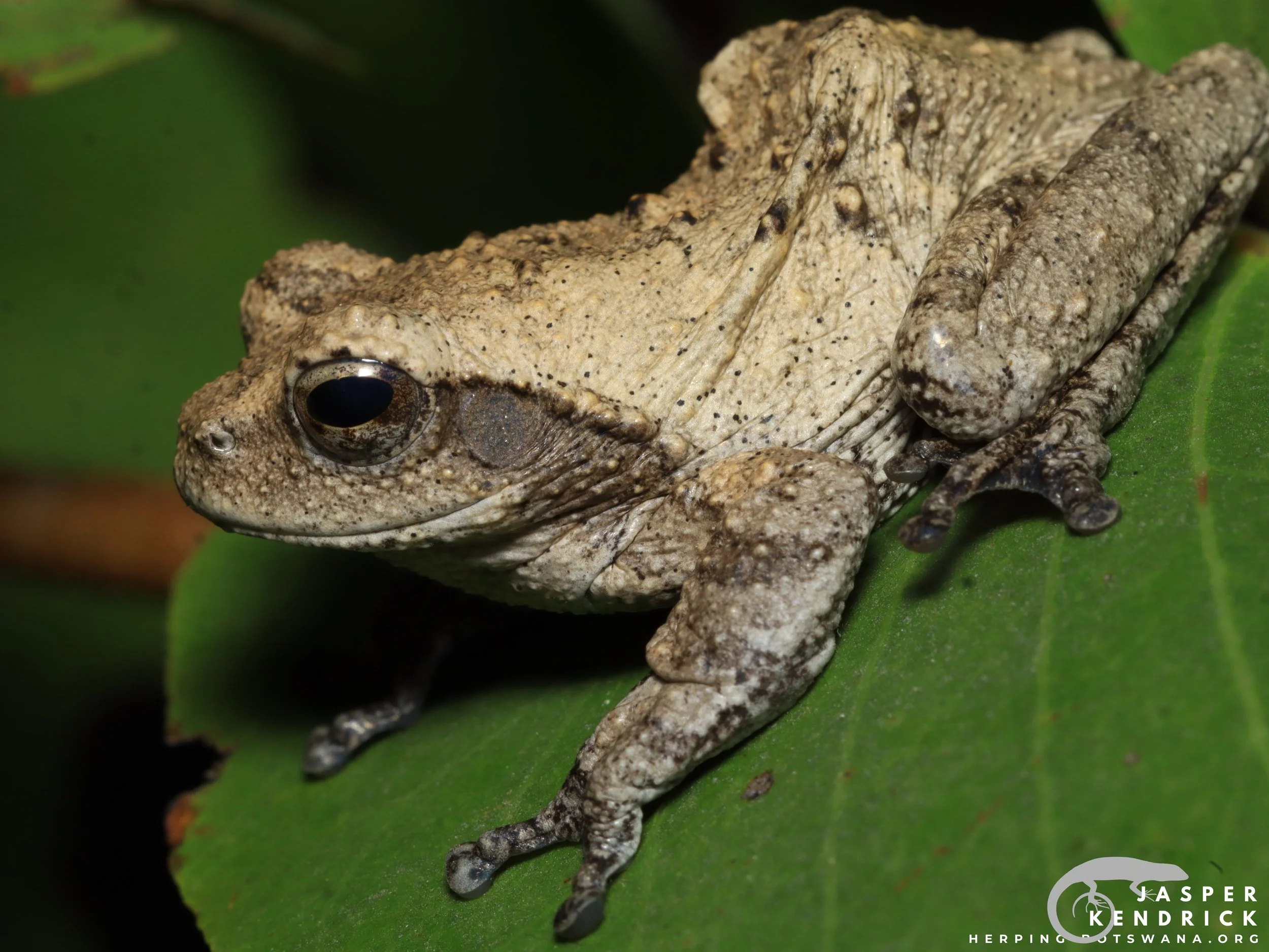 Southern Foam Nest Frog (Chiromantis xerampelina) on a leaf