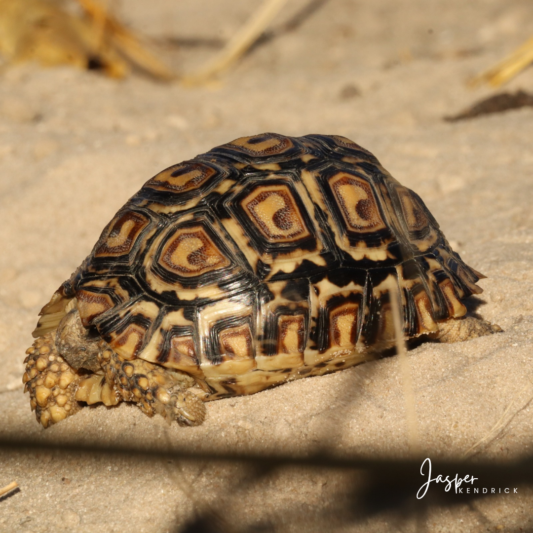 Hatchling Leopard Tortoise (Stigmochelys pardalis) Raintree Camp, Botswana