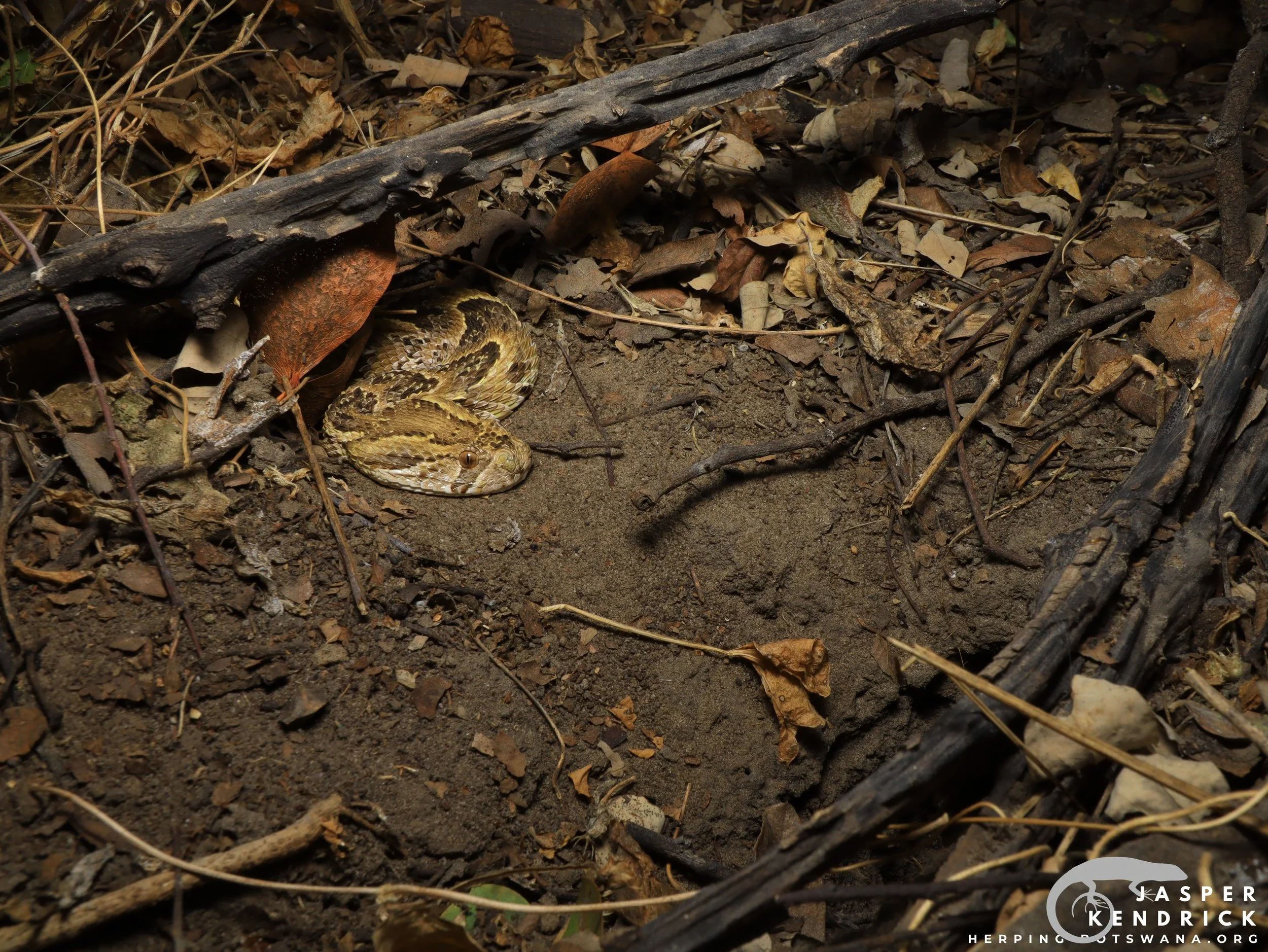 A Puff Adder (Bitis arietans) in ambush