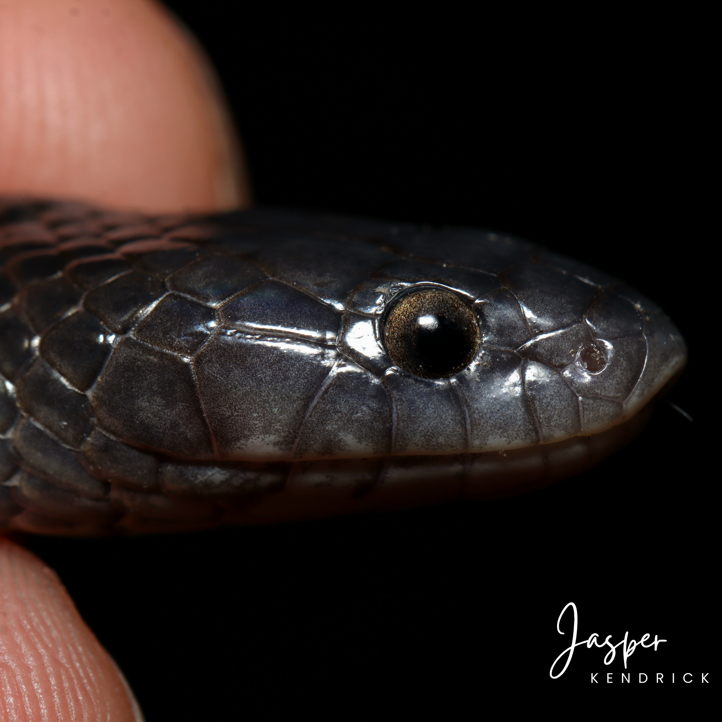 Boulenger’s Garter Snake (Elapsoidea boulengeri) closeup with no background