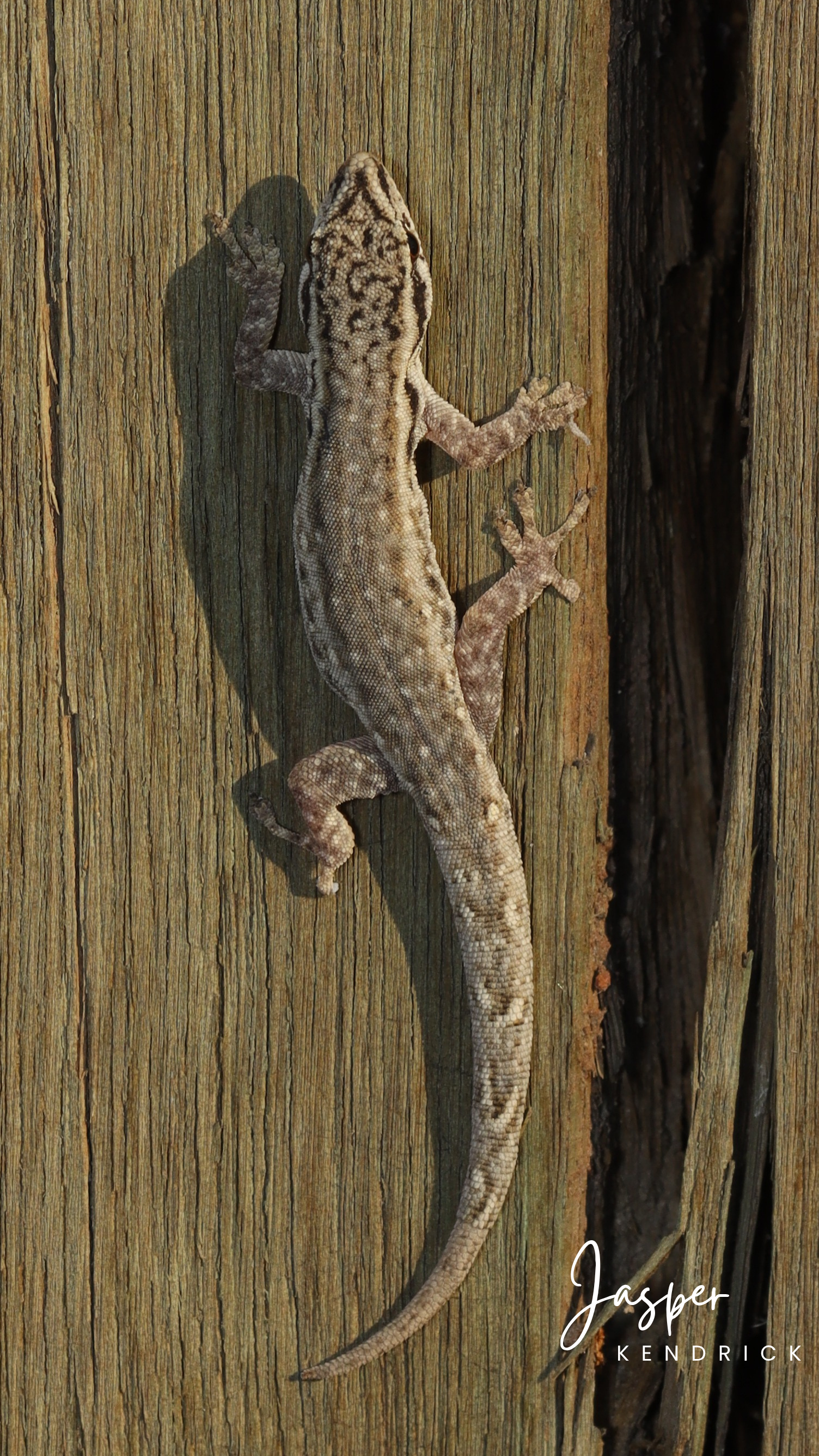 A Bradfield’s Dwarf Gecko (Lygodactylus bradfieldi) posing on a pole
